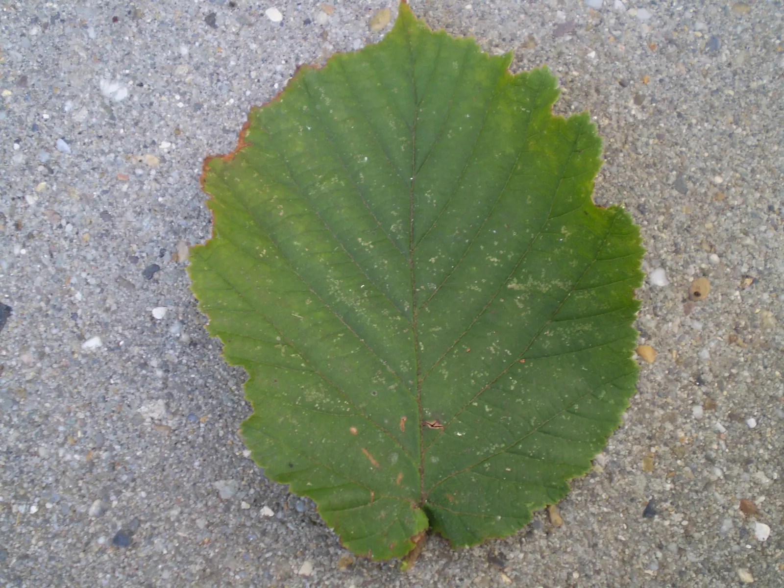 Purple-Leaved Filbert (Corylus Maxima 'Purpurea') — Regular watering is important