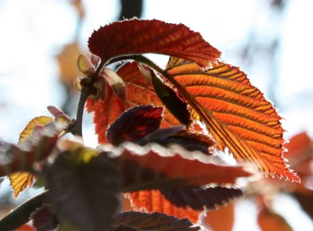 Purple-Leaved Filbert (Corylus Maxima 'Purpurea') — particularly in dry conditions