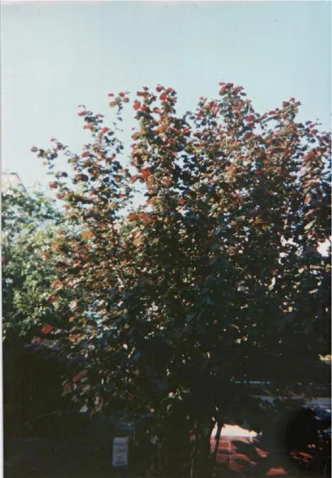 Purple-Leaved Filbert (Corylus Maxima 'Purpurea') — to maintain its health and vibrant leaf color.<br><br>In addition to its foliage