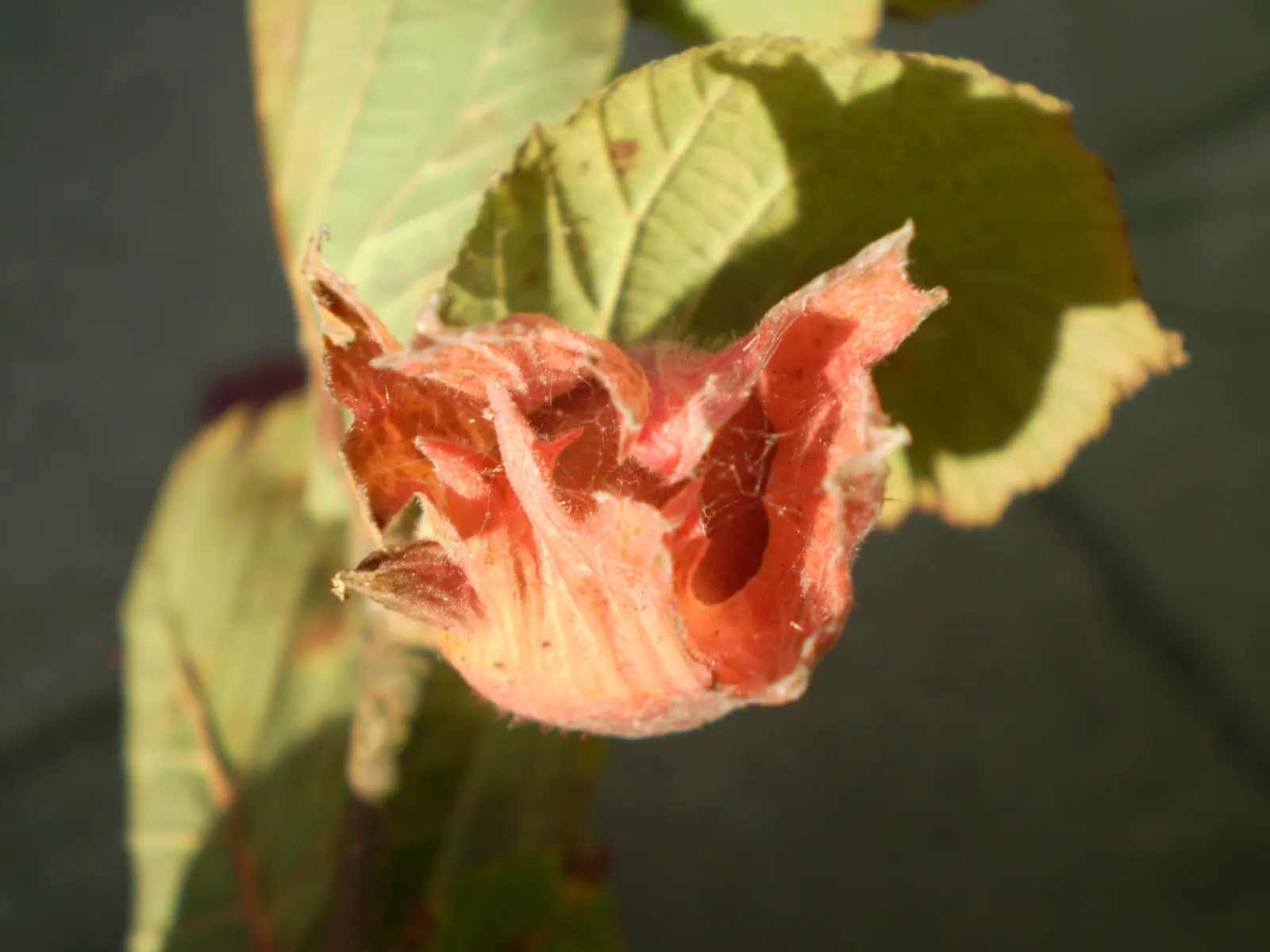Purple-Leaved Filbert (Corylus Maxima 'Purpurea') — shrub / tree for full or half