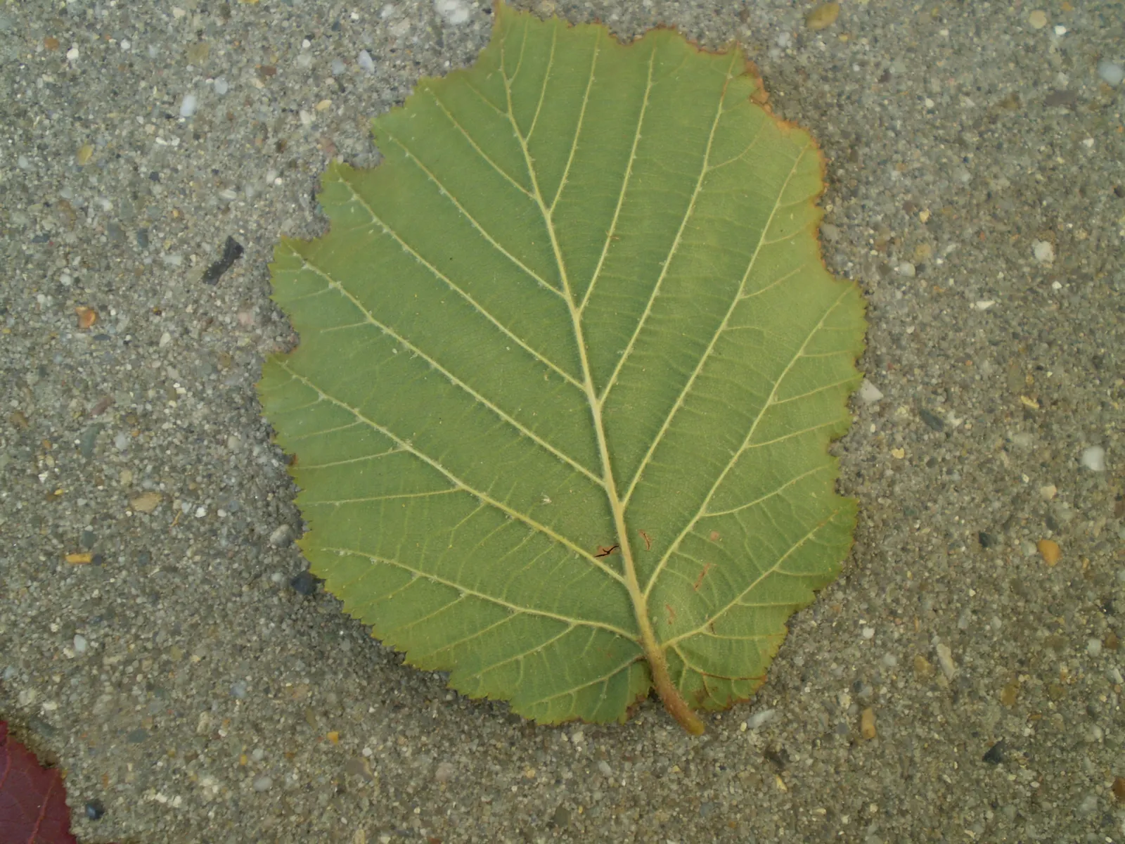 Purple-Leaved Filbert (Corylus Maxima 'Purpurea') — deep purple foliage throughout the growing season