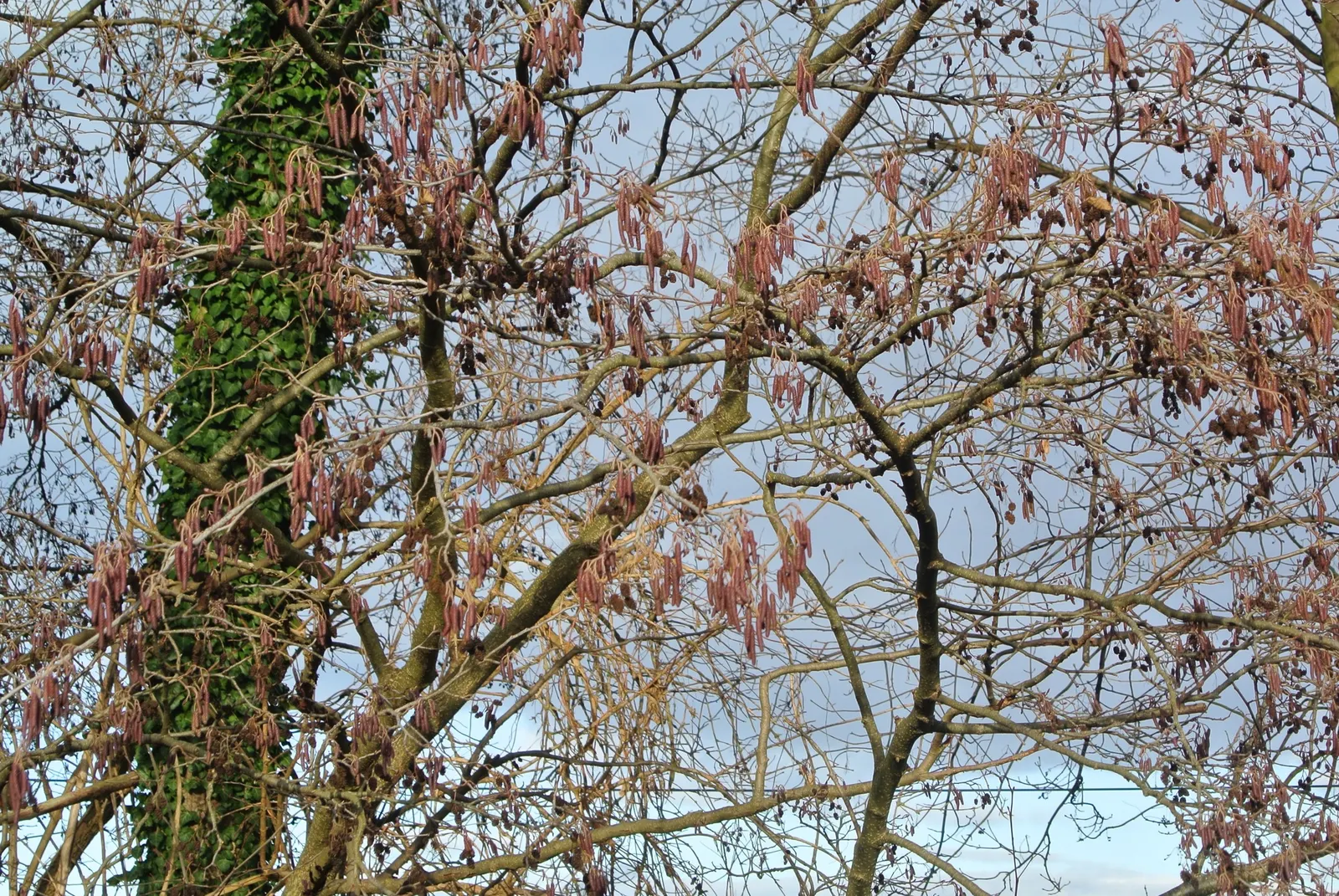 European Black Alder (Alnus Glutinosa) — It is particularly tolerant of wet conditions; making it a suitable choice for areas prone to moisture or, image 54