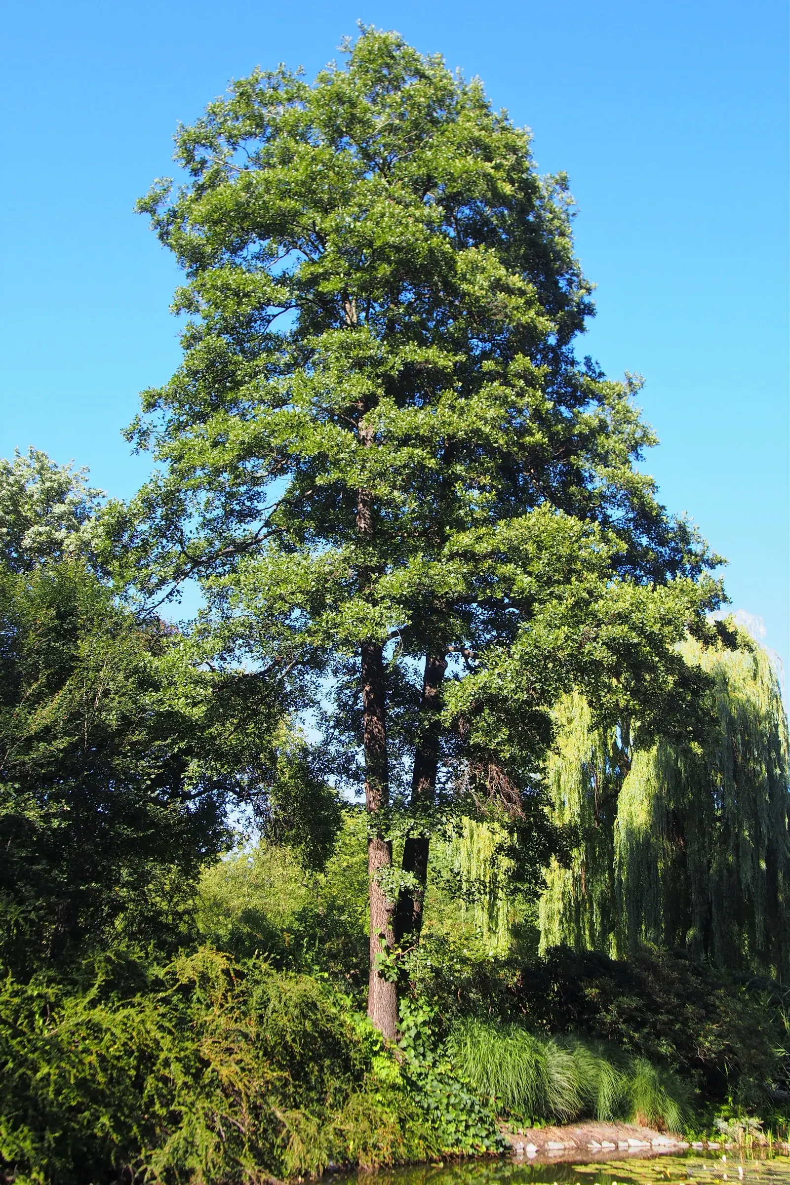 European Black Alder (Alnus Glutinosa) — Adaptable and water-loving; this alder thrives in wet conditions