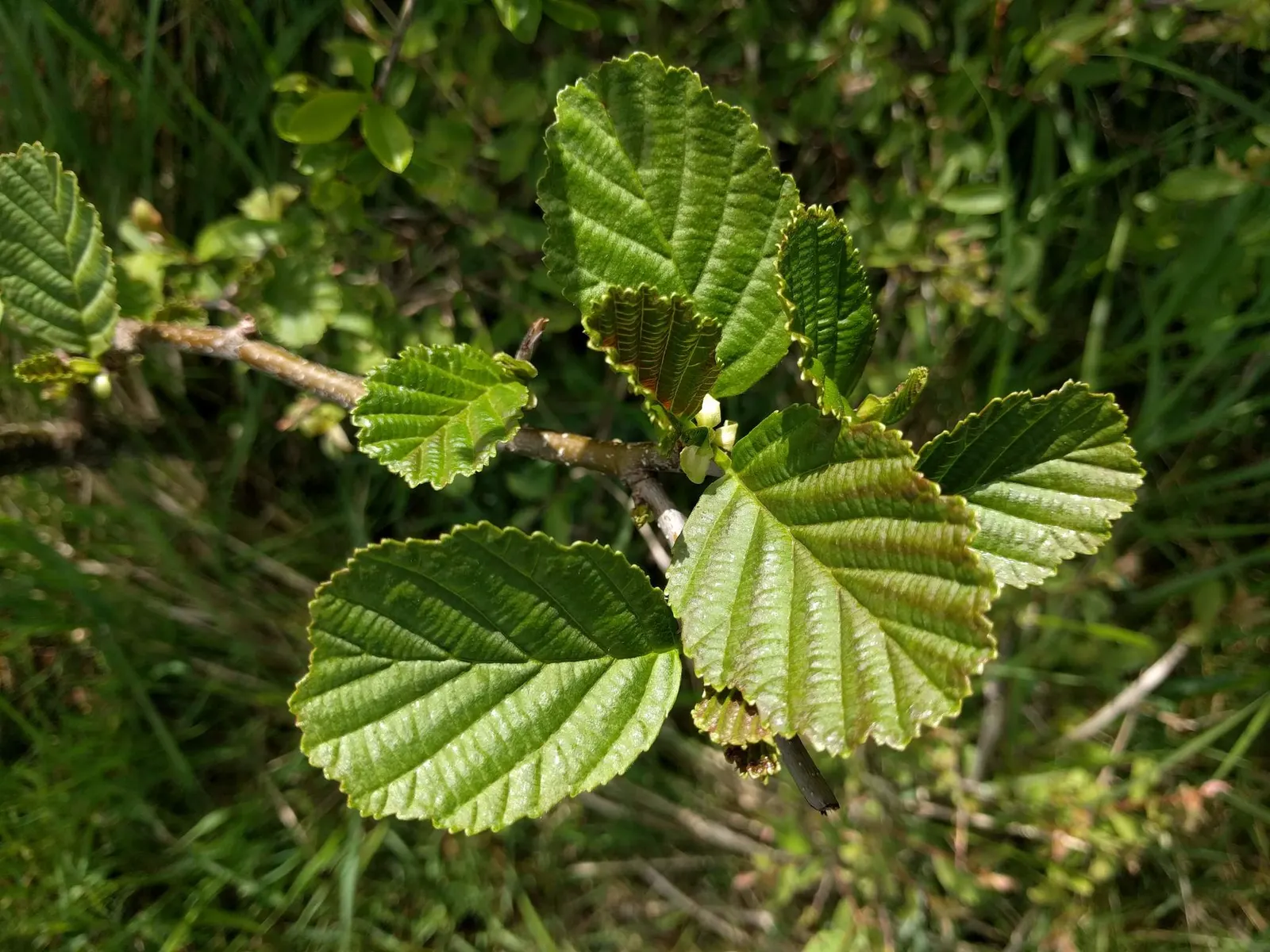European Black Alder (Alnus Glutinosa) — making it a suitable choice for areas prone to moisture or alongside water features