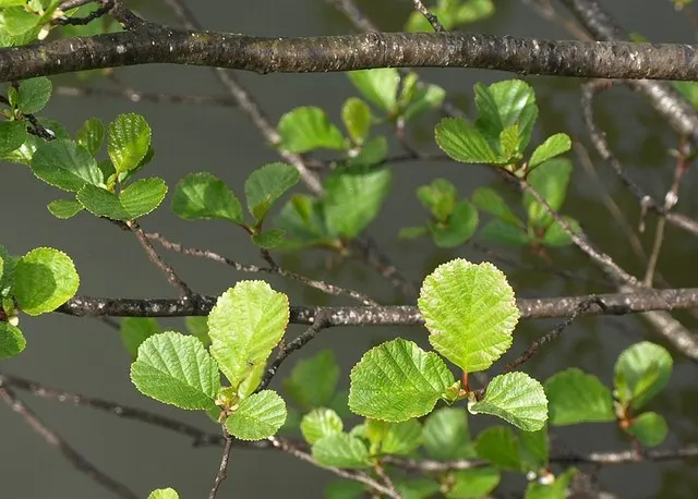 European Black Alder (Alnus Glutinosa) — The Black Alder\'s root system has the unique ability to fix nitrogen; it commonly reaches a height of 50, image 56