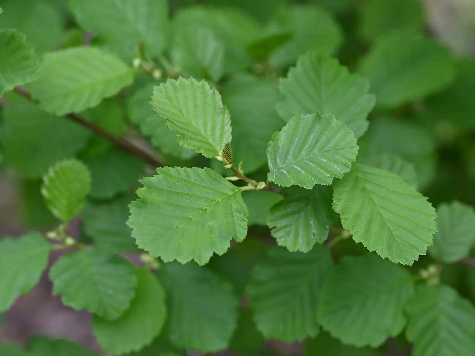 European Black Alder (Alnus Glutinosa) — this alder thrives in wet conditions
