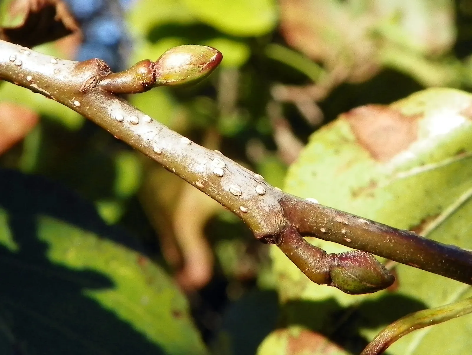 European Black Alder (Alnus Glutinosa) — this alder thrives in wet conditions; giving rise to its species name "glutinosa," meaning \'sticky\', image 65