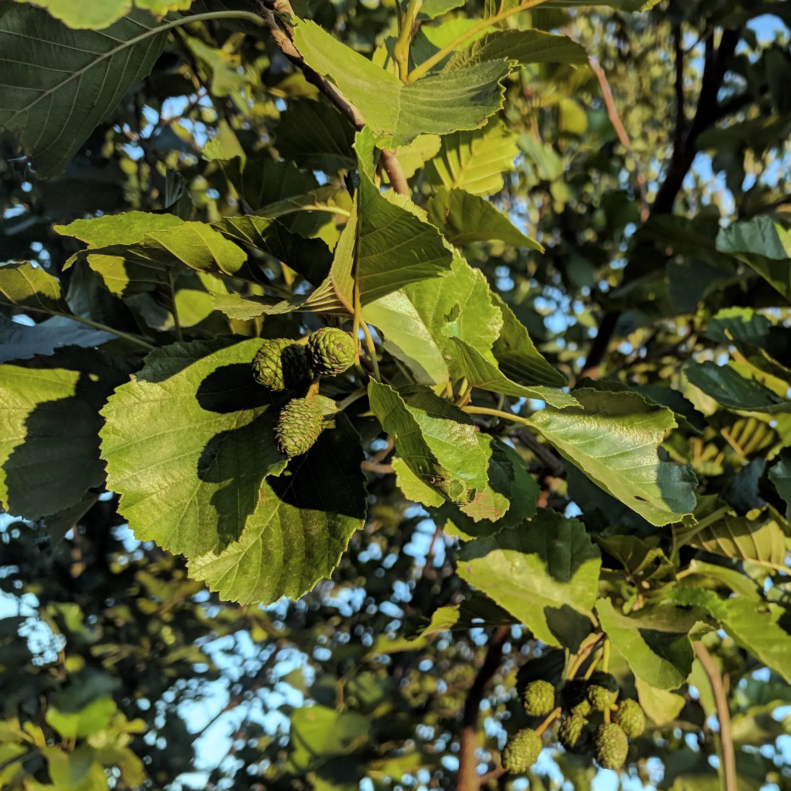 European Black Alder (Alnus Glutinosa) — Adaptable and water-loving