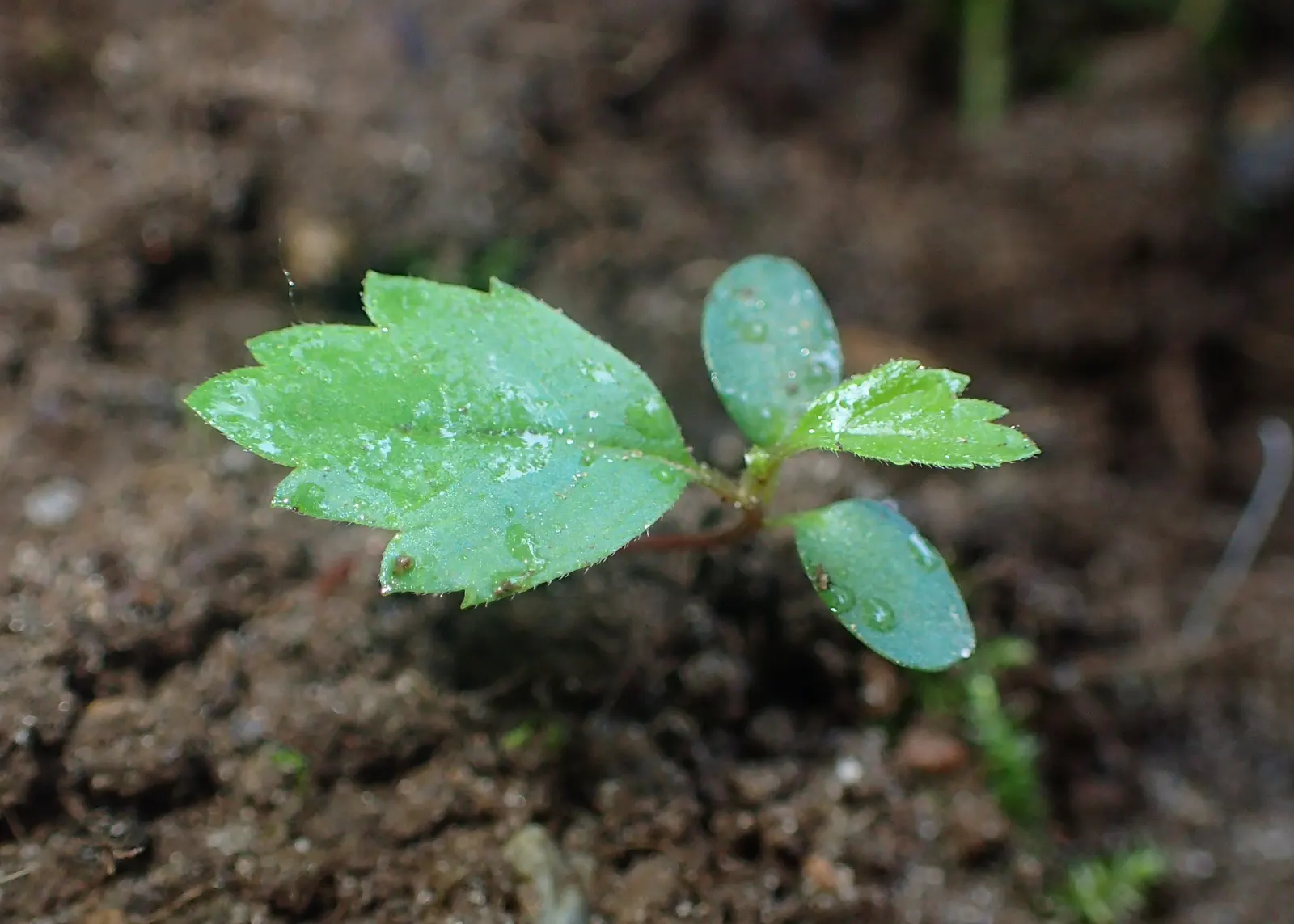 European Black Alder (Alnus Glutinosa) — Its rounded canopy offers excellent shade; improving soil fertility through nitrogen fixation, image 67