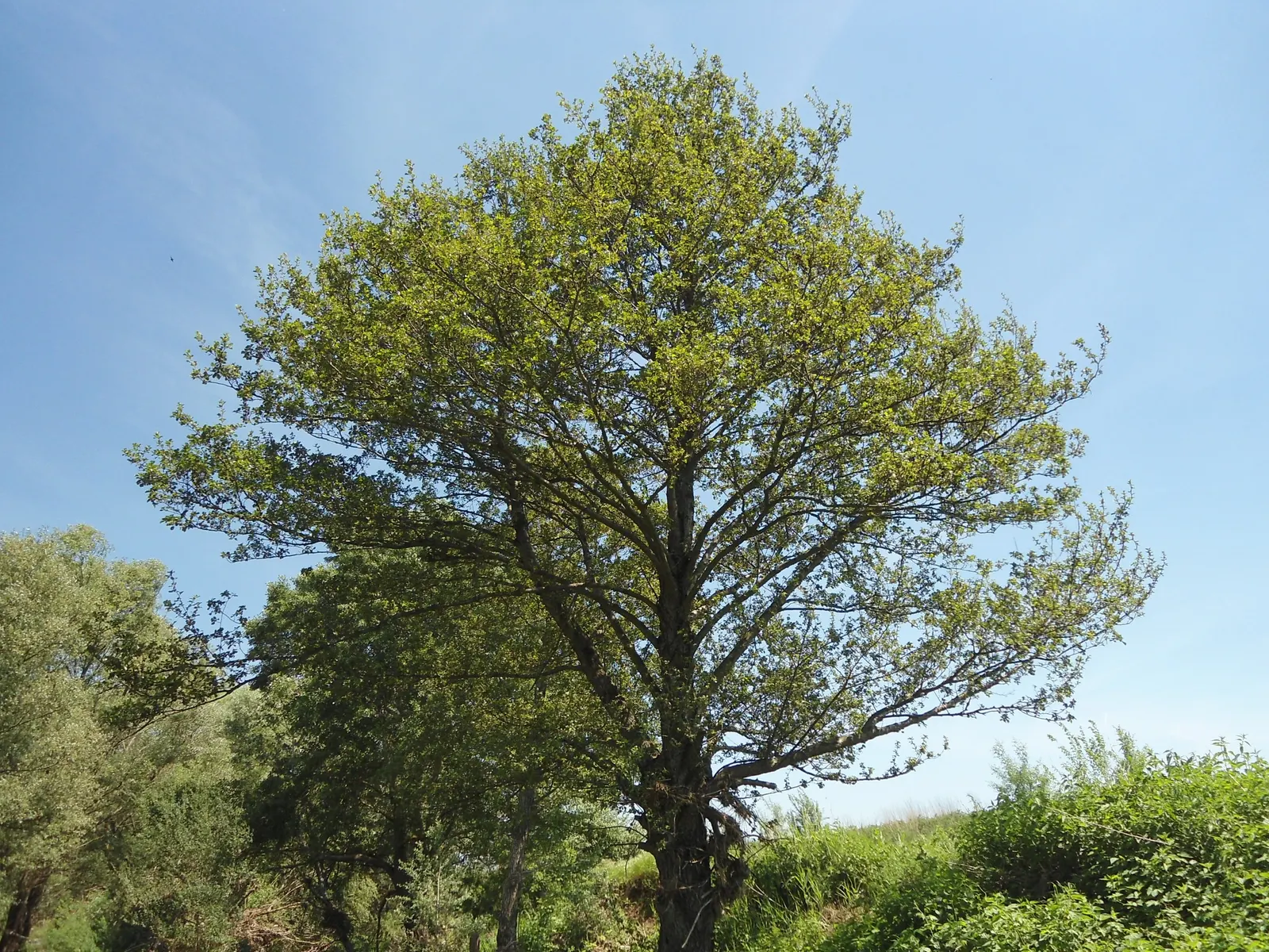 European Black Alder (Alnus Glutinosa) — Adaptable and water-loving; this alder thrives in wet conditions, image 44