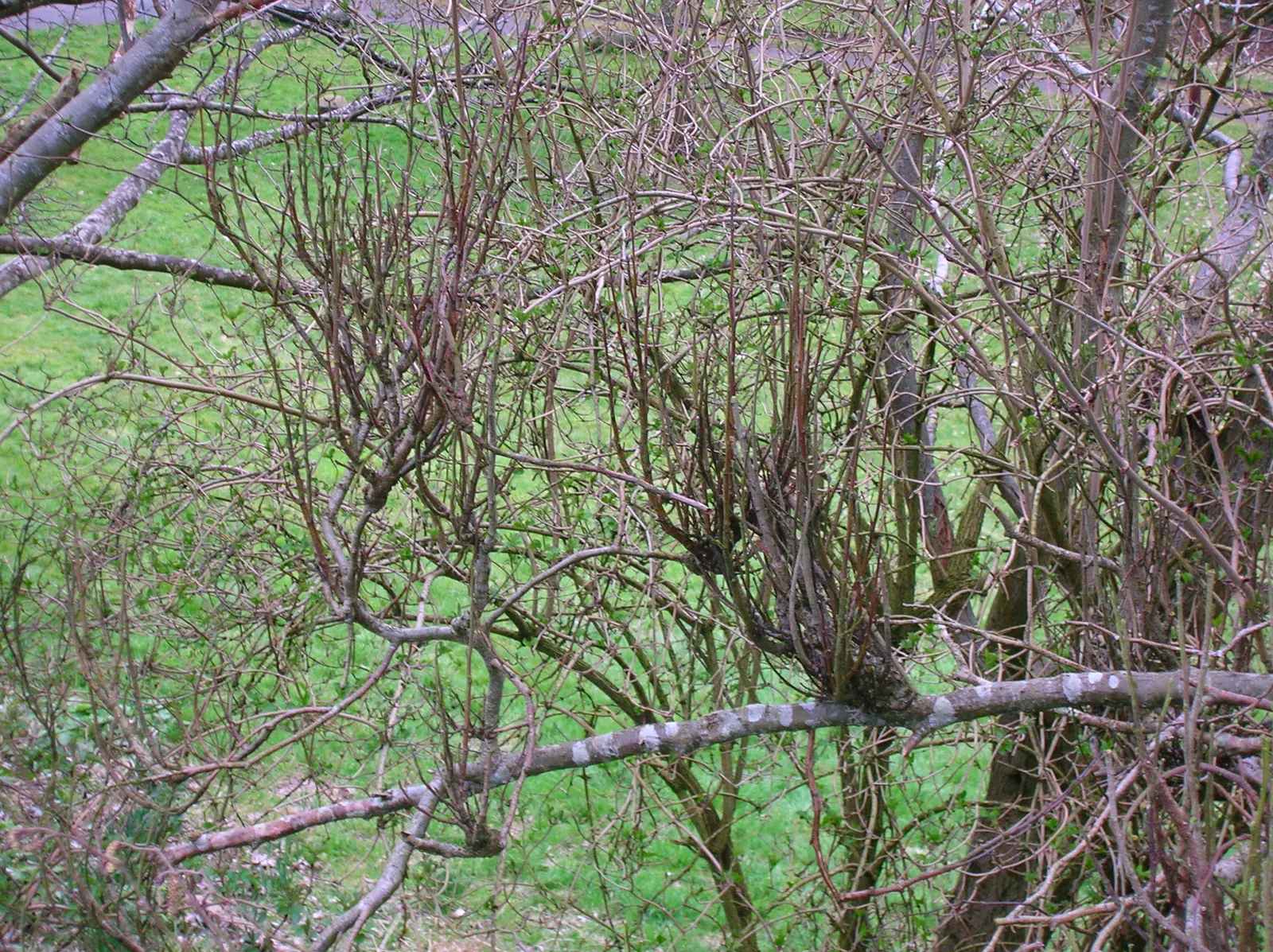 European Black Alder (Alnus Glutinosa) — making it ideal for planting near plants that enjoy rich soil
