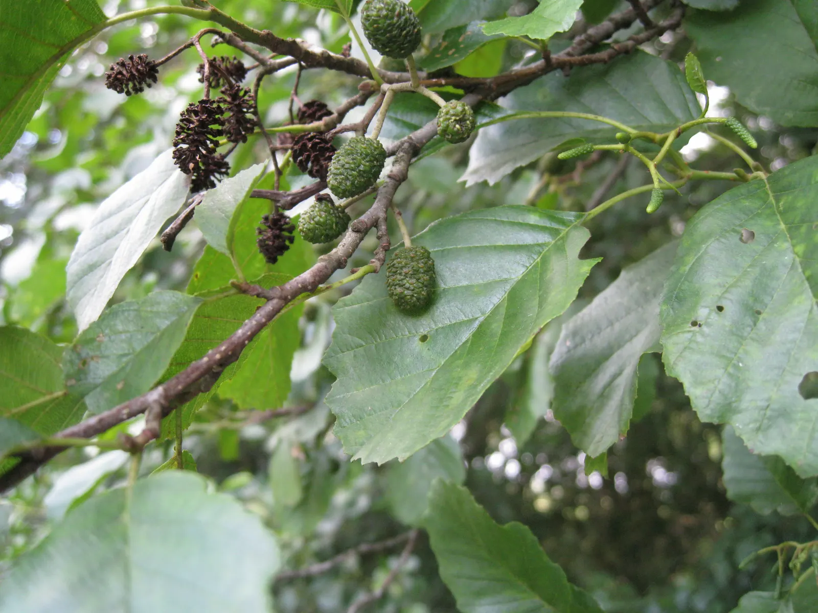 European Black Alder (Alnus Glutinosa) — The European Black Alder (Alnus glutinosa) is a deciduous tree renowned for its rapid growth