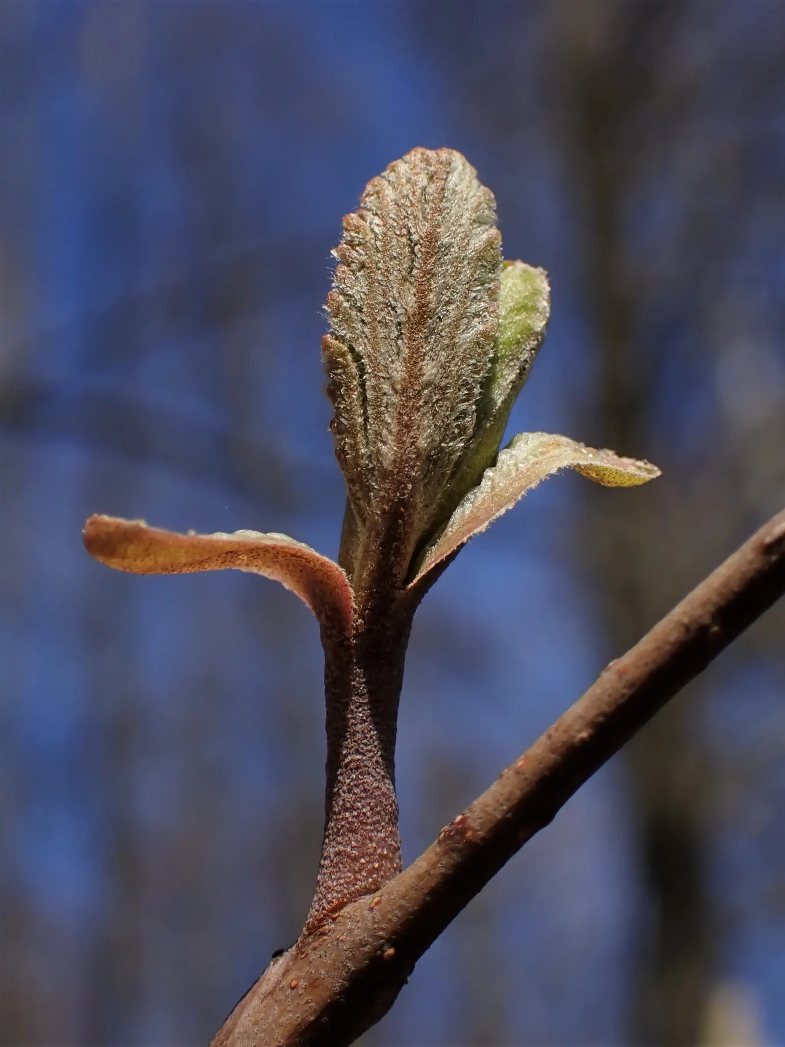 European Black Alder (Alnus Glutinosa) — It features glossy dark green leaves and distinctive catkin flowers; consider its final size and, image 43