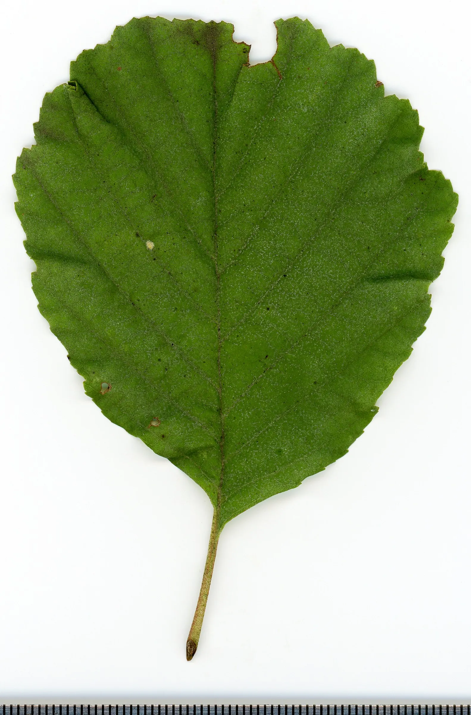 European Black Alder (Alnus Glutinosa) — consider its final size and nitrogen-enhancing qualities; it features glossy dark green leaves and distinctive catkin