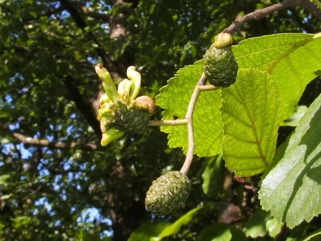 European Black Alder (Alnus Glutinosa) — making it ideal for planting near plants that enjoy rich soil; which turns a modest yellow in the fall, image 59