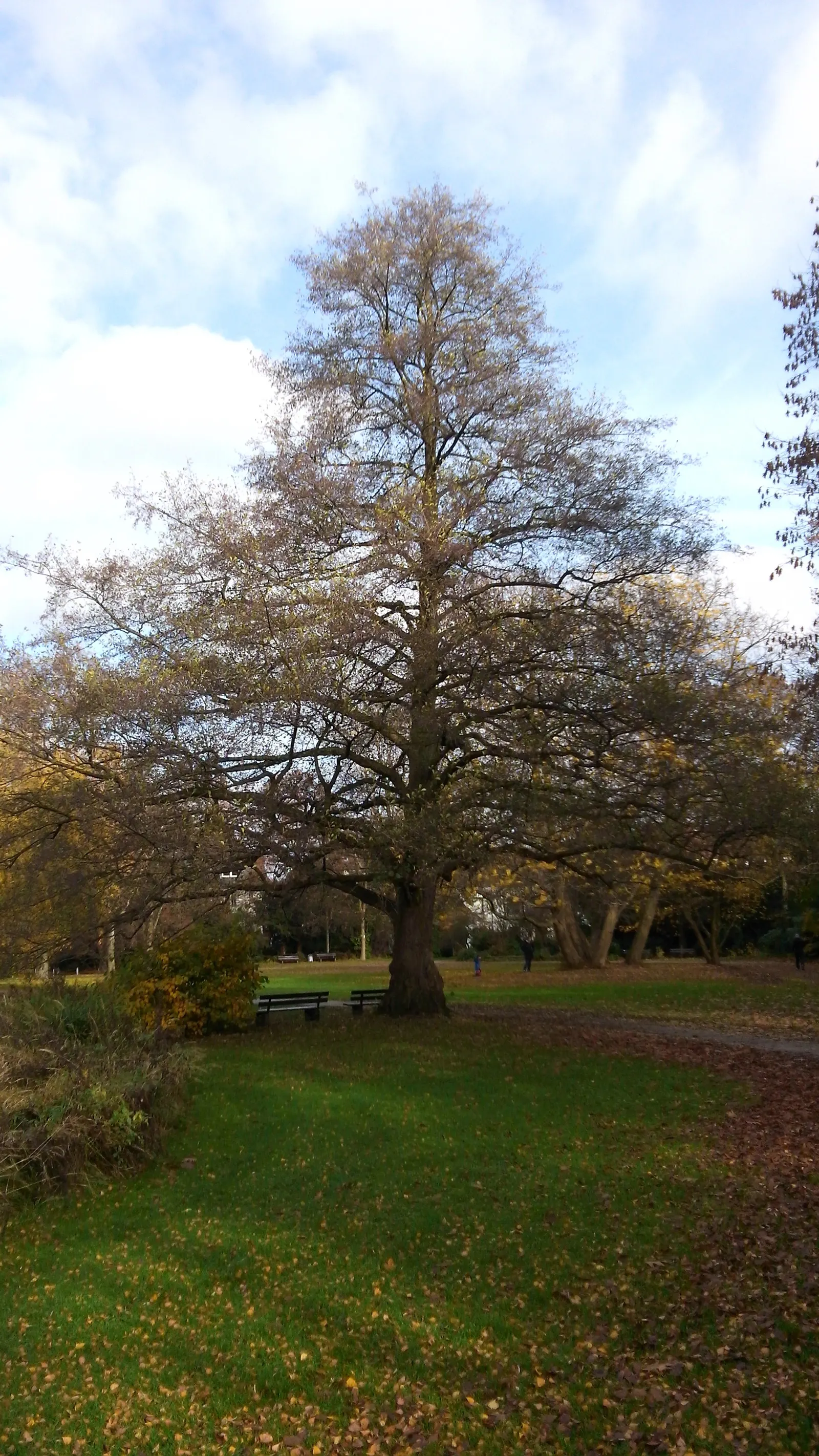 European Black Alder (Alnus Glutinosa) — giving rise to its species name "glutinosa," meaning \'sticky\'
