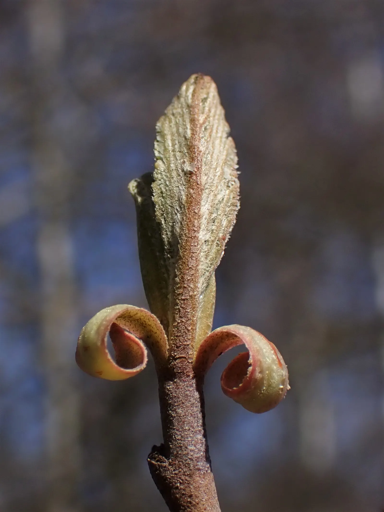 European Black Alder (Alnus Glutinosa) — tree for full or half; enriching the soil and potentially benefiting neighboring plants.<br><br>Flowers are