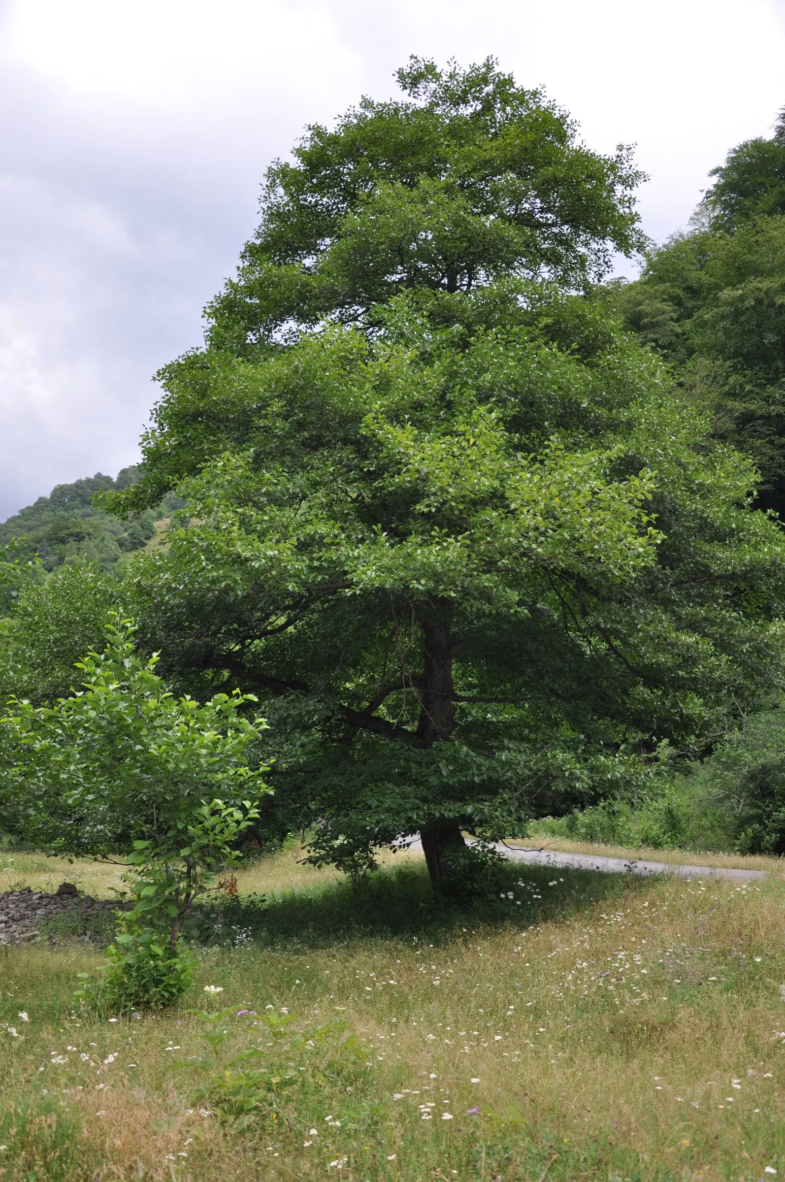 European Black Alder (Alnus Glutinosa) — It commonly reaches a height of 50 to 70 feet with a spread of 25 to 35 feet