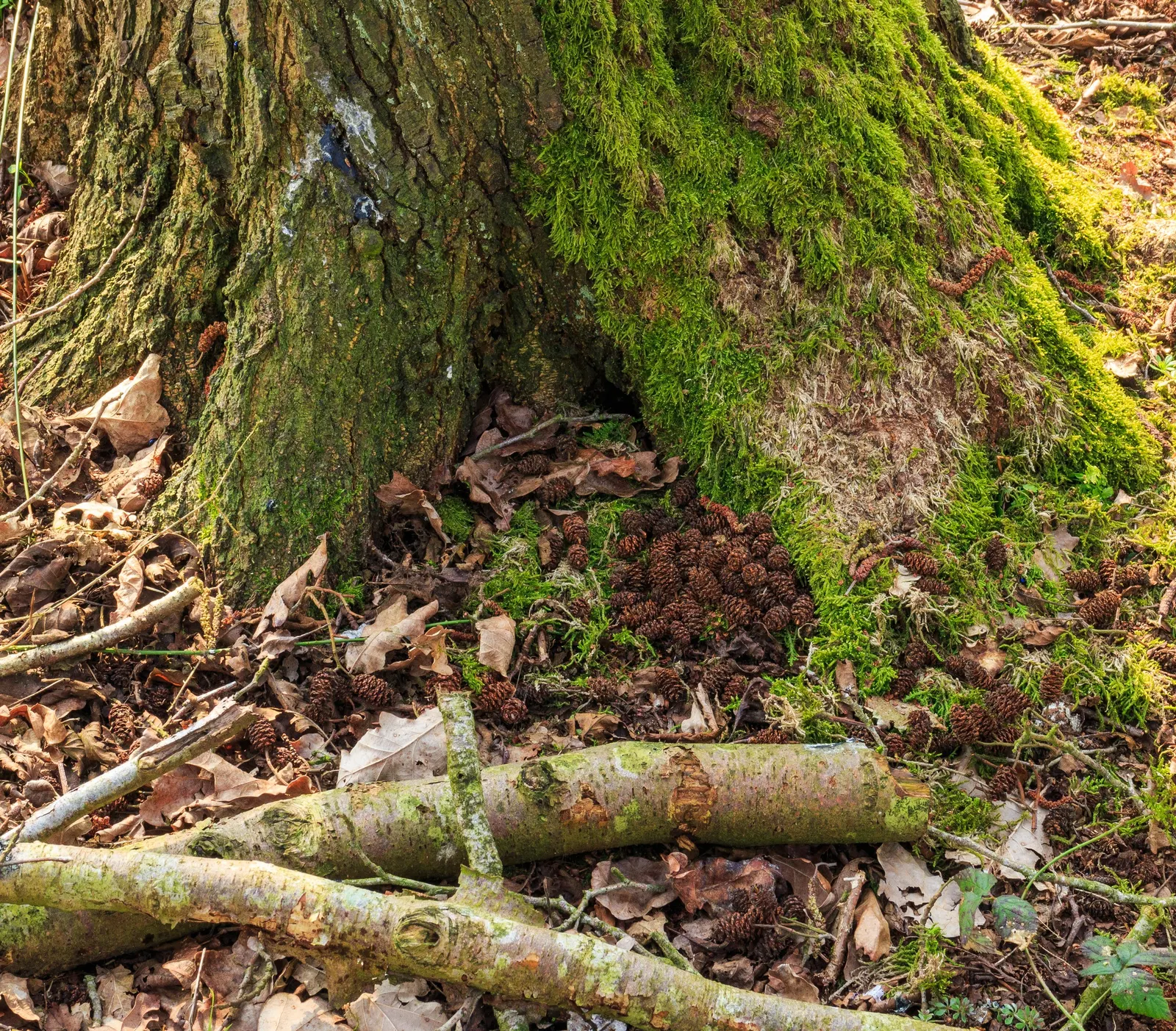 European Black Alder (Alnus Glutinosa) — making it a suitable choice for areas prone to moisture or alongside water features; reaching 50-70 feet, image 55