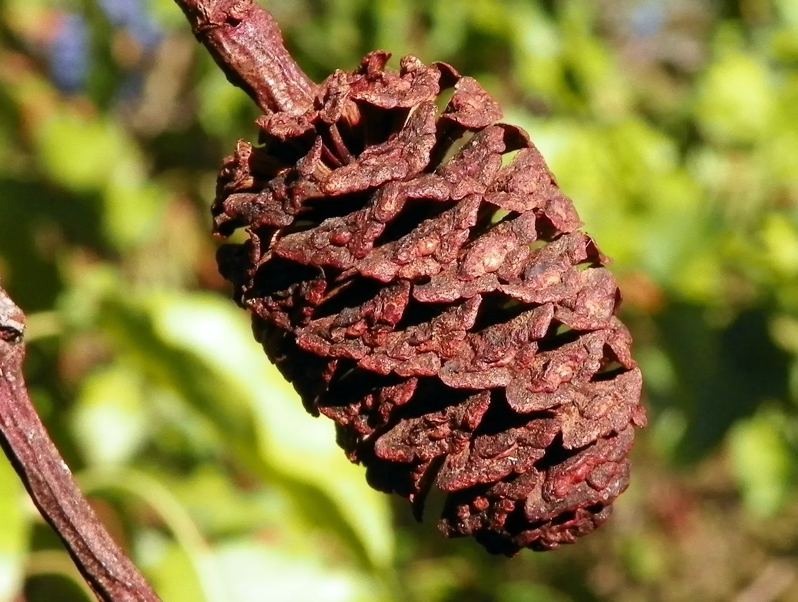 European Black Alder (Alnus Glutinosa) — making it a suitable choice for riparian plantings and ecological landscaping; along with its fine-toothed, image 48