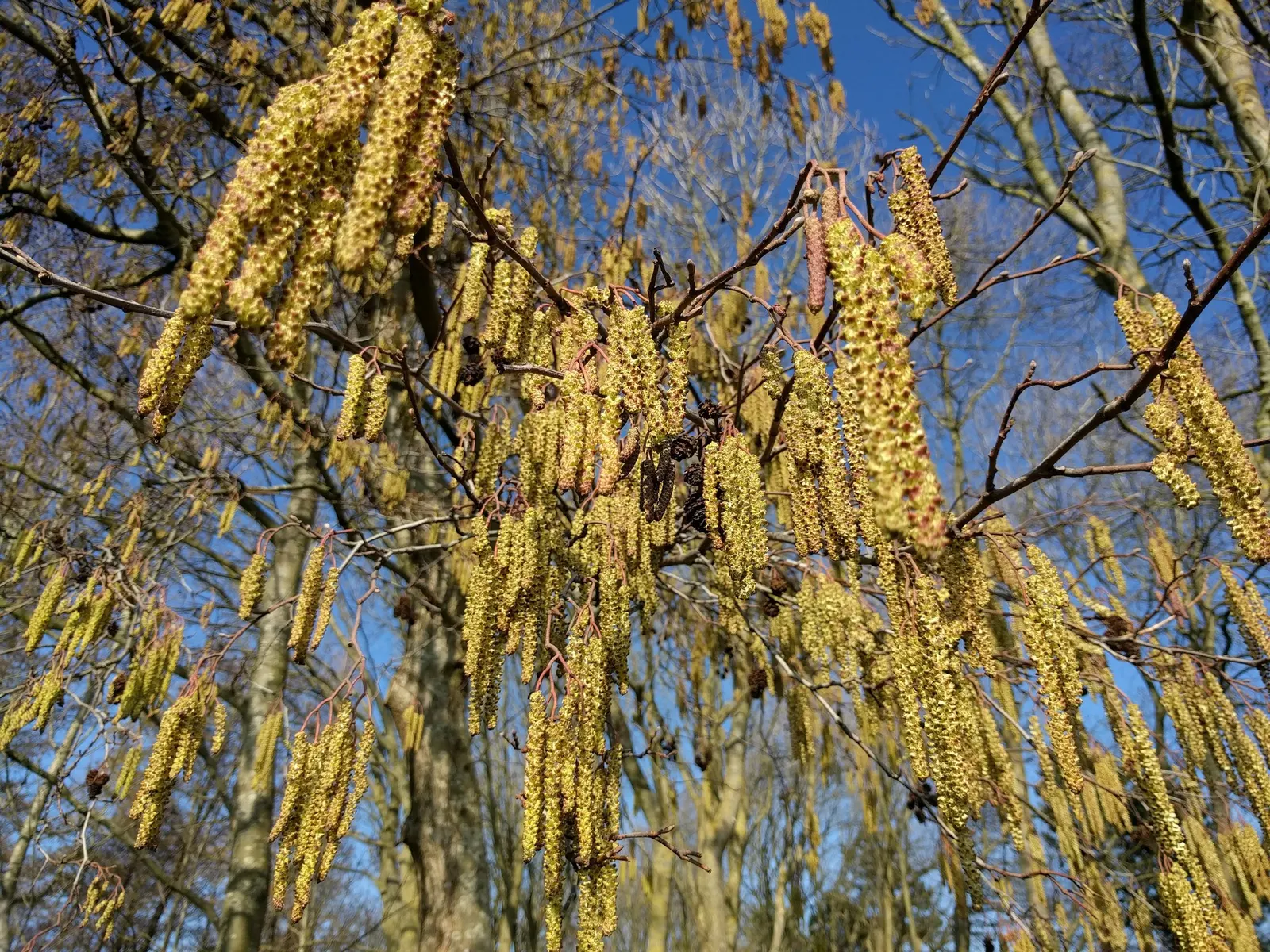 European Black Alder (Alnus Glutinosa) — It features glossy dark green leaves and distinctive catkin flowers; consider its final size and nitrogen-enhancing