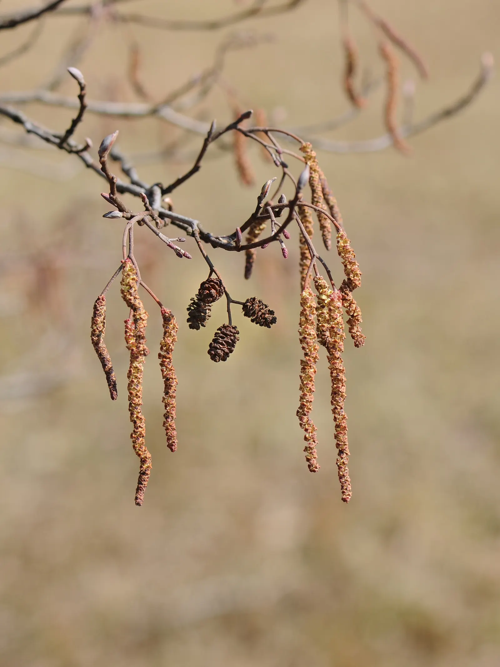 European Black Alder (Alnus Glutinosa) — Adaptable and water-loving; this alder thrives in wet conditions, image 64