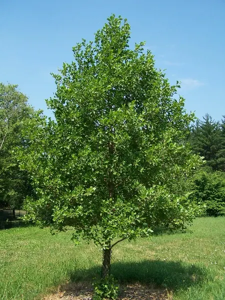 European Black Alder (Alnus Glutinosa) — The European Black Alder (Alnus glutinosa) is a deciduous tree renowned for its rapid growth; adaptable and, image 41