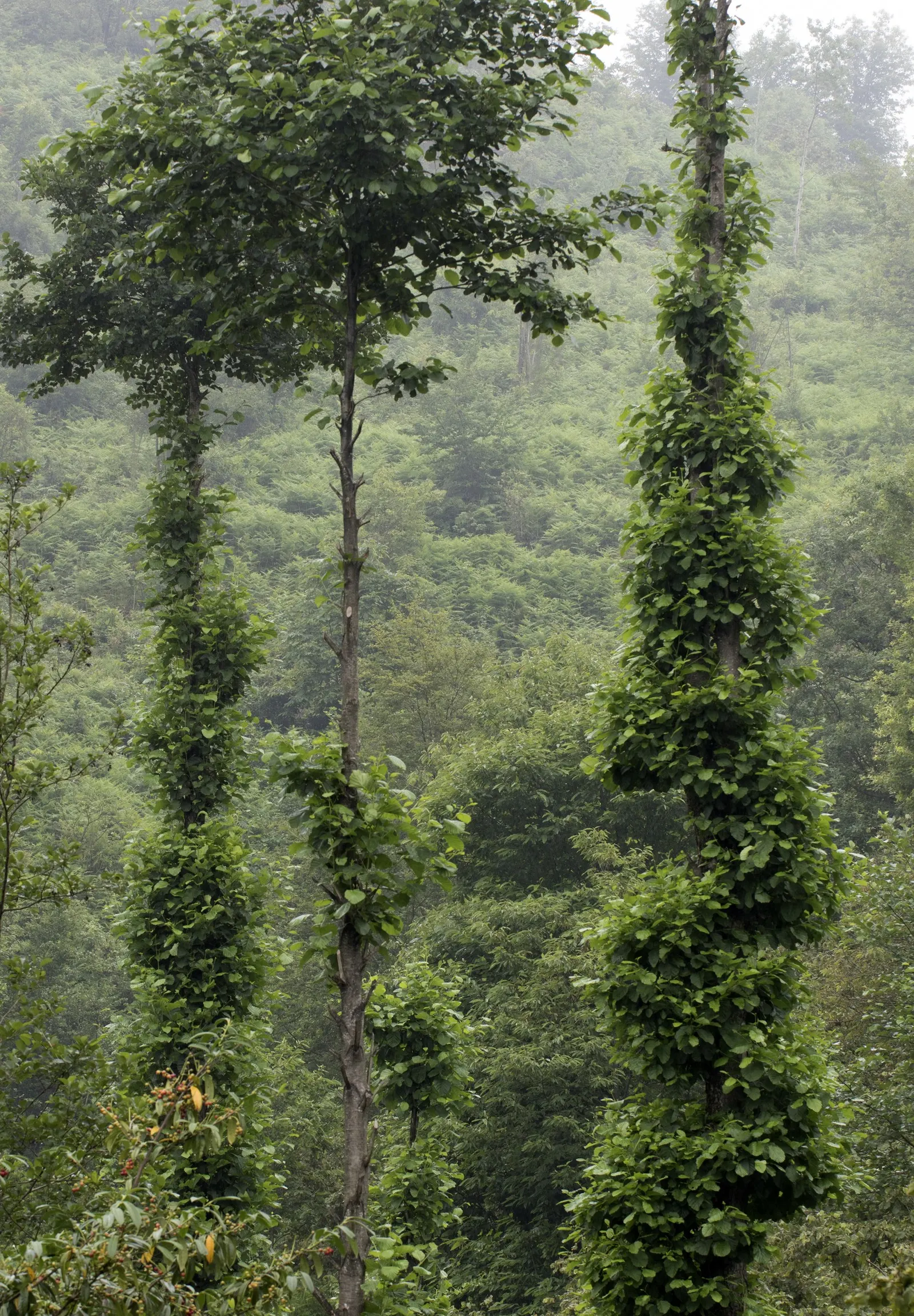 European Black Alder (Alnus Glutinosa) — improving soil fertility through nitrogen fixation; making it ideal for planting near plants that enjoy, image 66