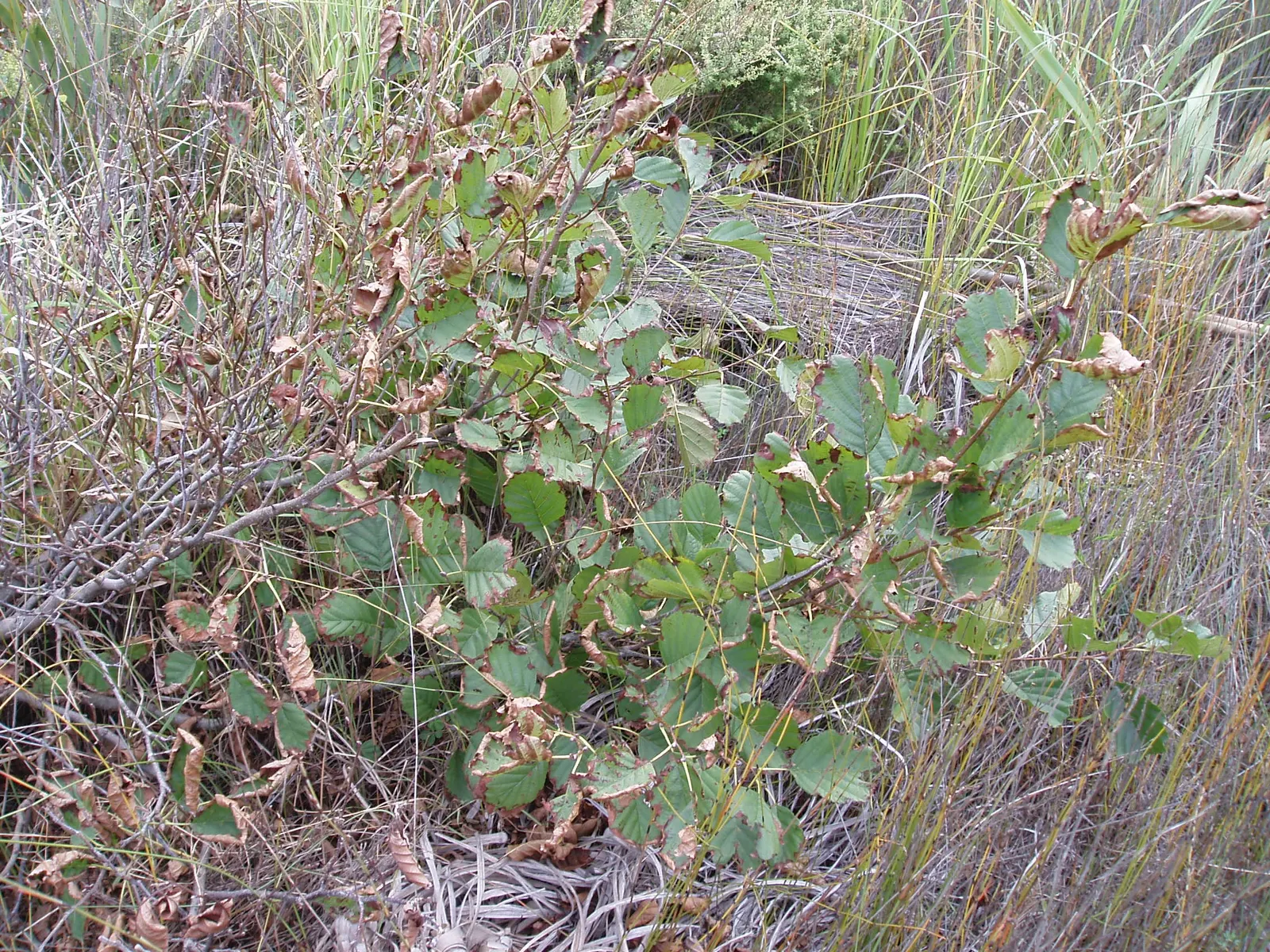 European Black Alder (Alnus Glutinosa) — making it a suitable choice for riparian plantings and ecological landscaping; along with its fine-toothed, image 68