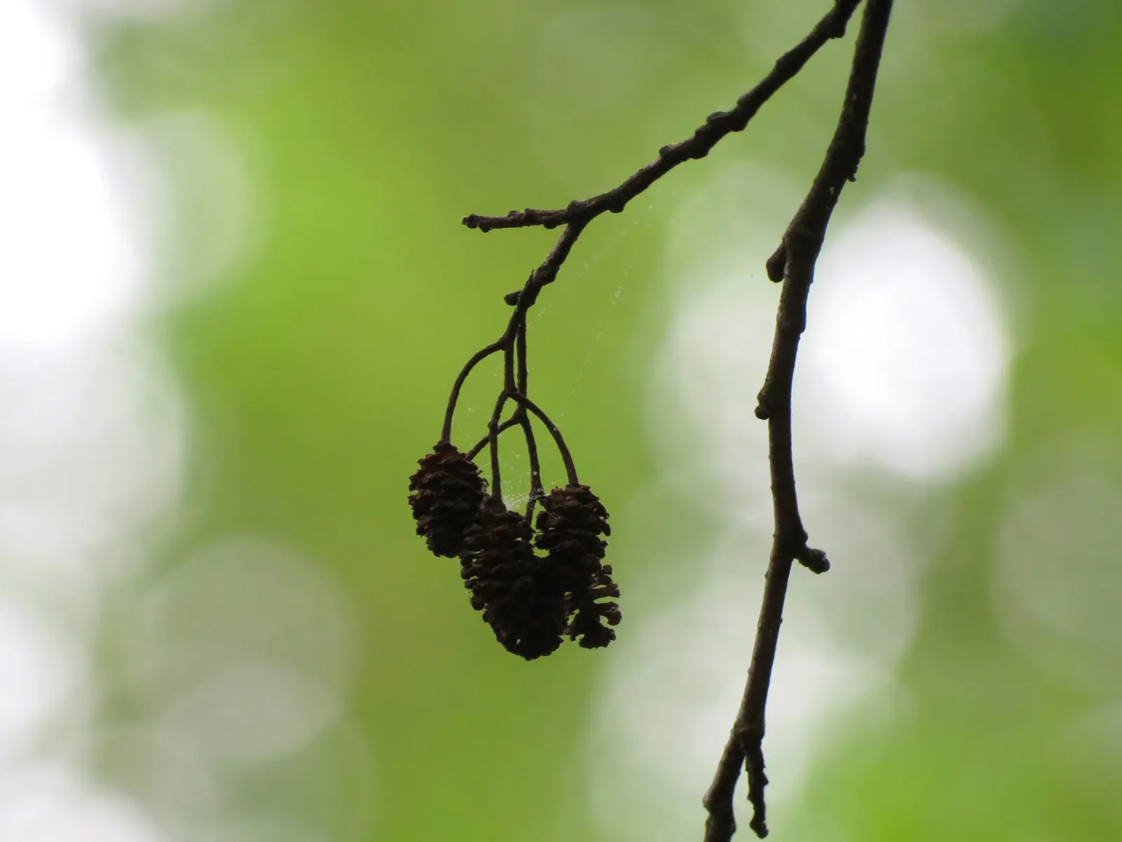 European Black Alder (Alnus Glutinosa) — consider its final size and nitrogen-enhancing qualities