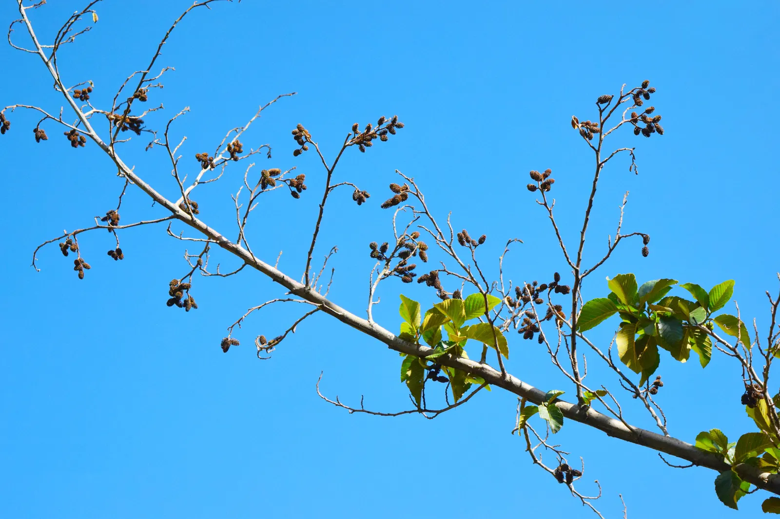 European Black Alder (Alnus Glutinosa) — The leaves exhibit a round-to-oval shape and are about 2 to 4 inches long with a slightly sticky texture