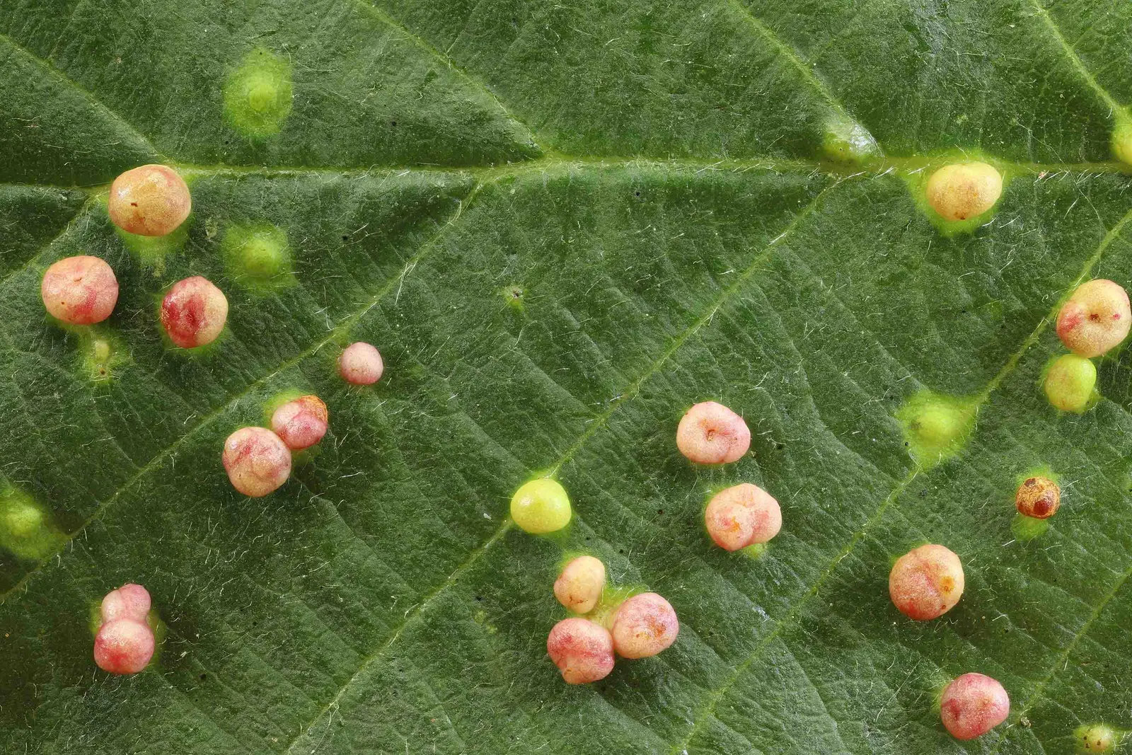 European Black Alder (Alnus Glutinosa) — making it a suitable choice for riparian plantings and ecological landscaping