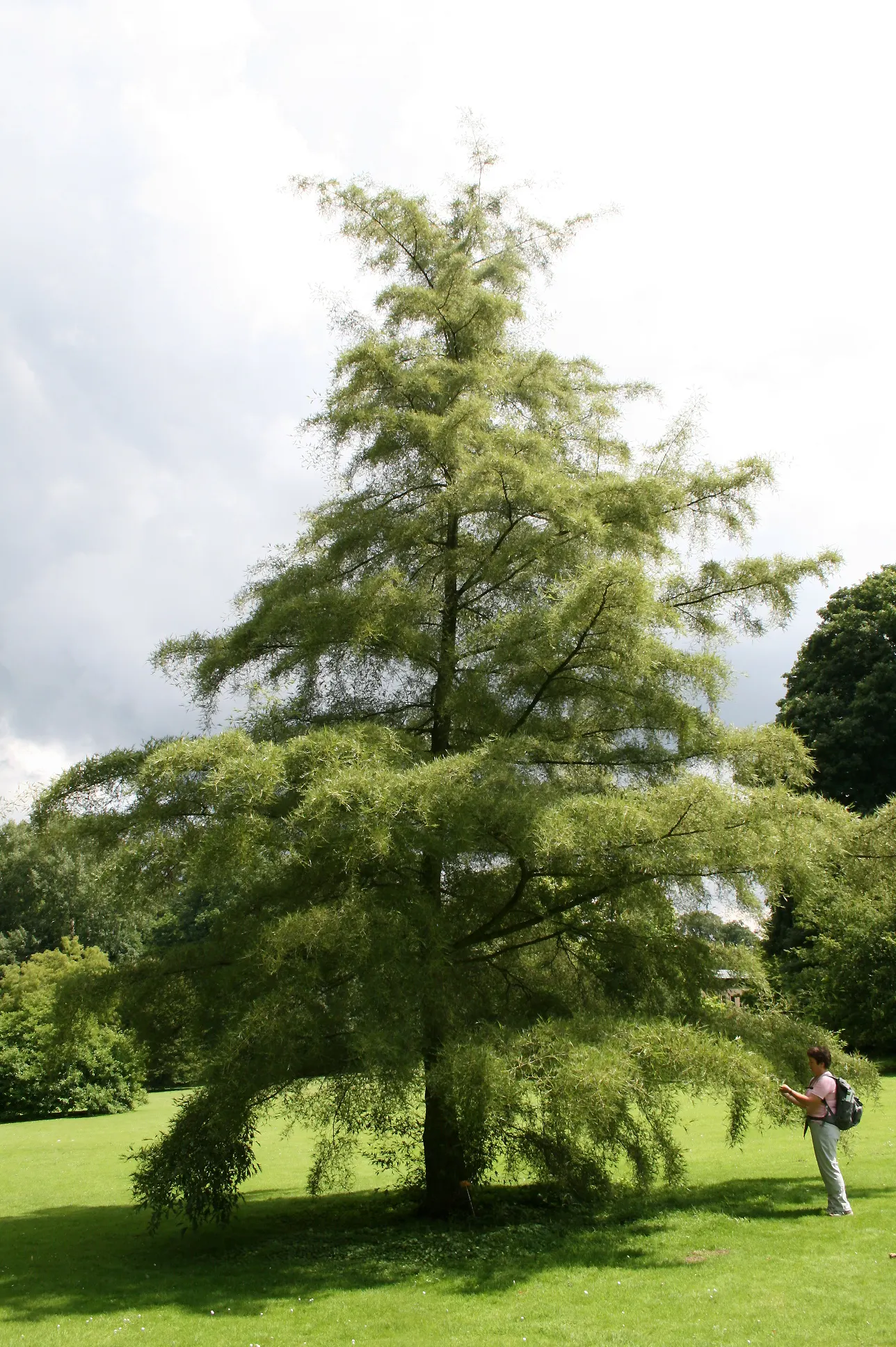 European Black Alder (Alnus Glutinosa) — making it ideal for planting near plants that enjoy rich soil; which turns a modest yellow in the fall