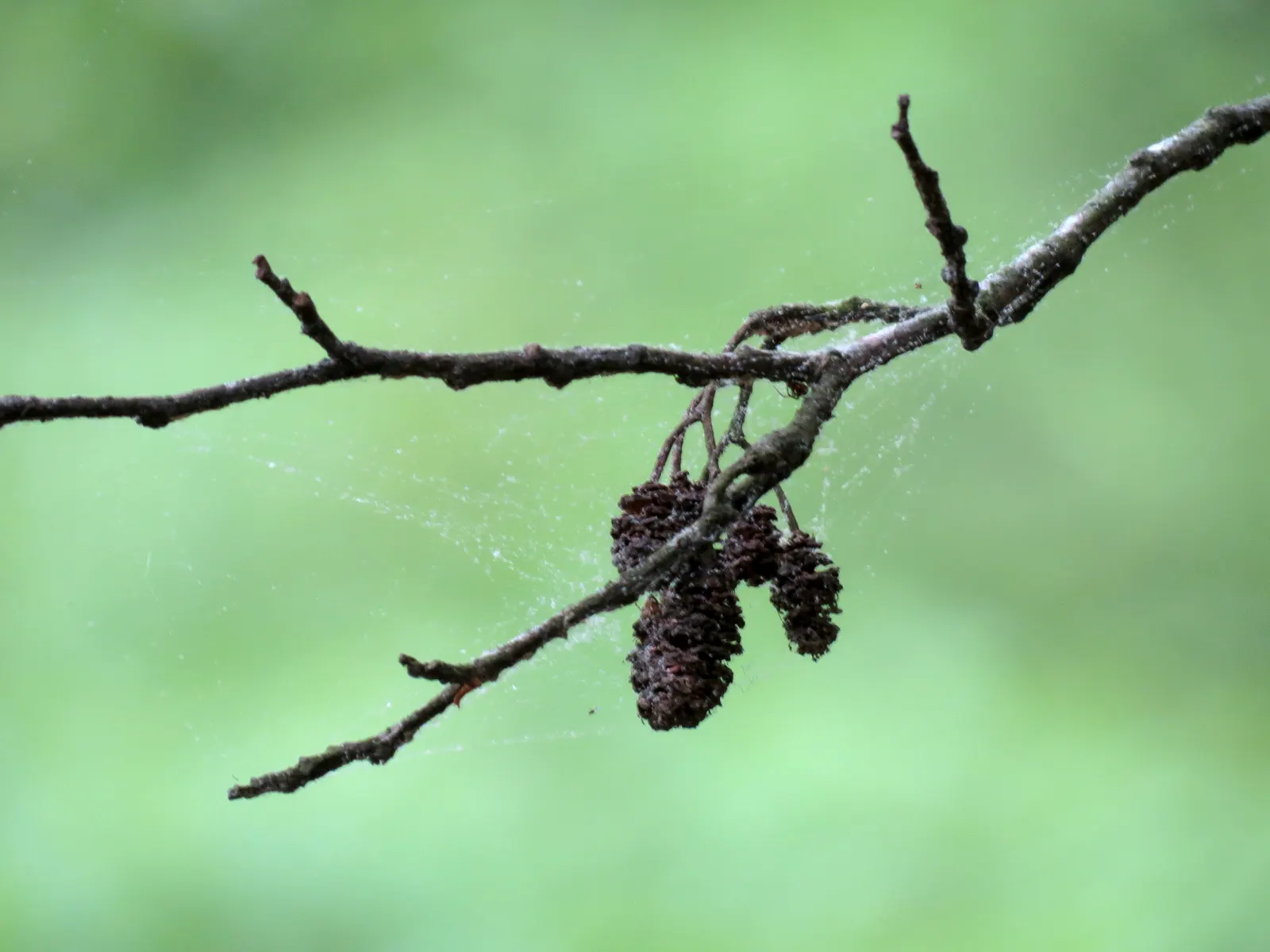 European Black Alder (Alnus Glutinosa) — making it a suitable choice for areas prone to moisture or alongside water features; reaching 50-70 feet in height