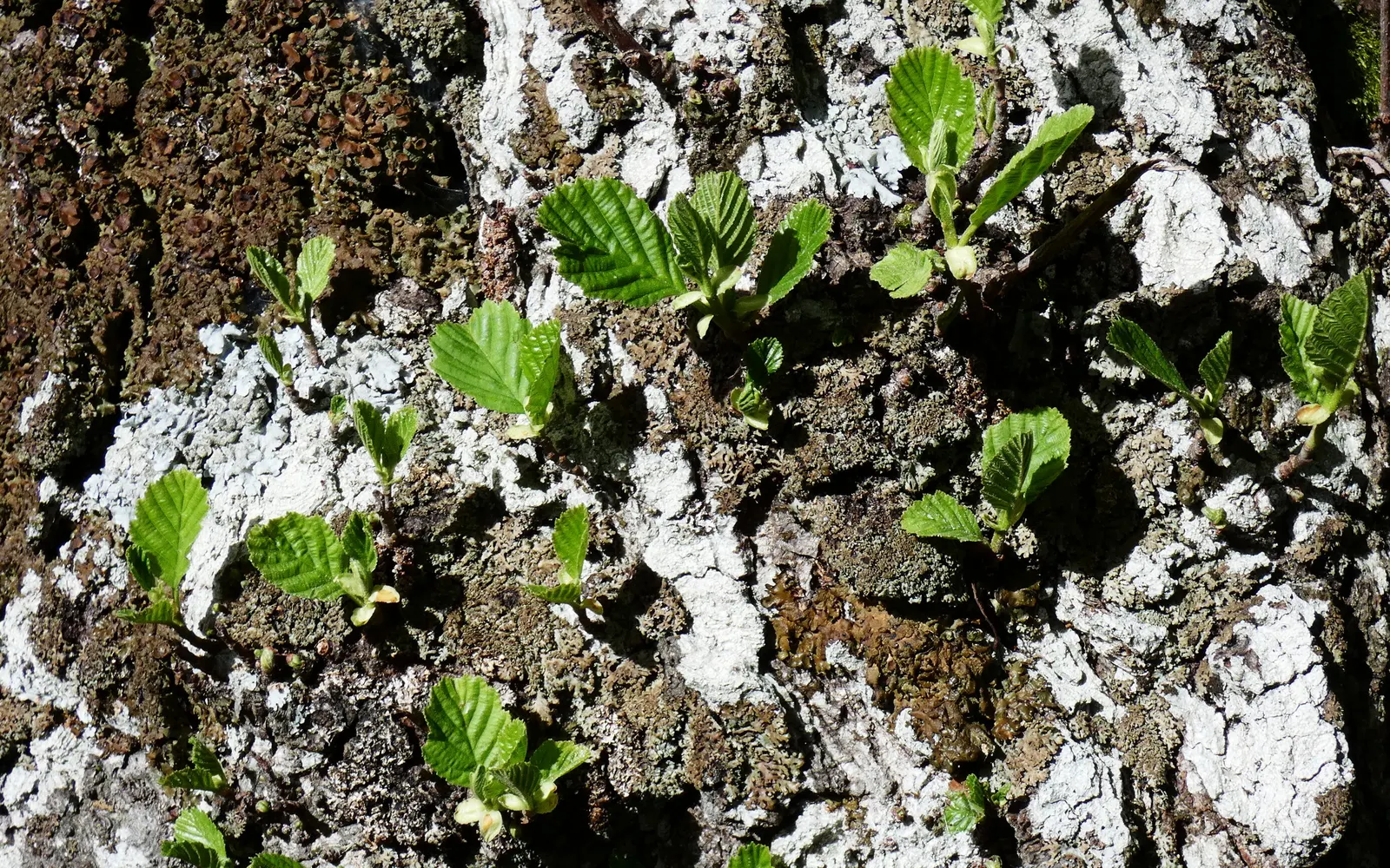 European Black Alder (Alnus Glutinosa) — along with its fine-toothed margins; making it a suitable choice for riparian plantings and ecological, image 53
