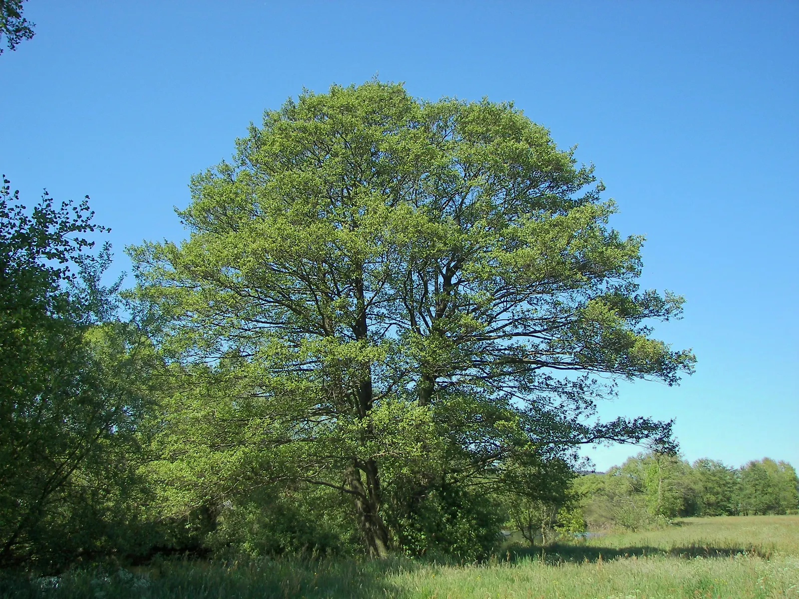 European Black Alder (Alnus Glutinosa) — improving soil fertility through nitrogen fixation