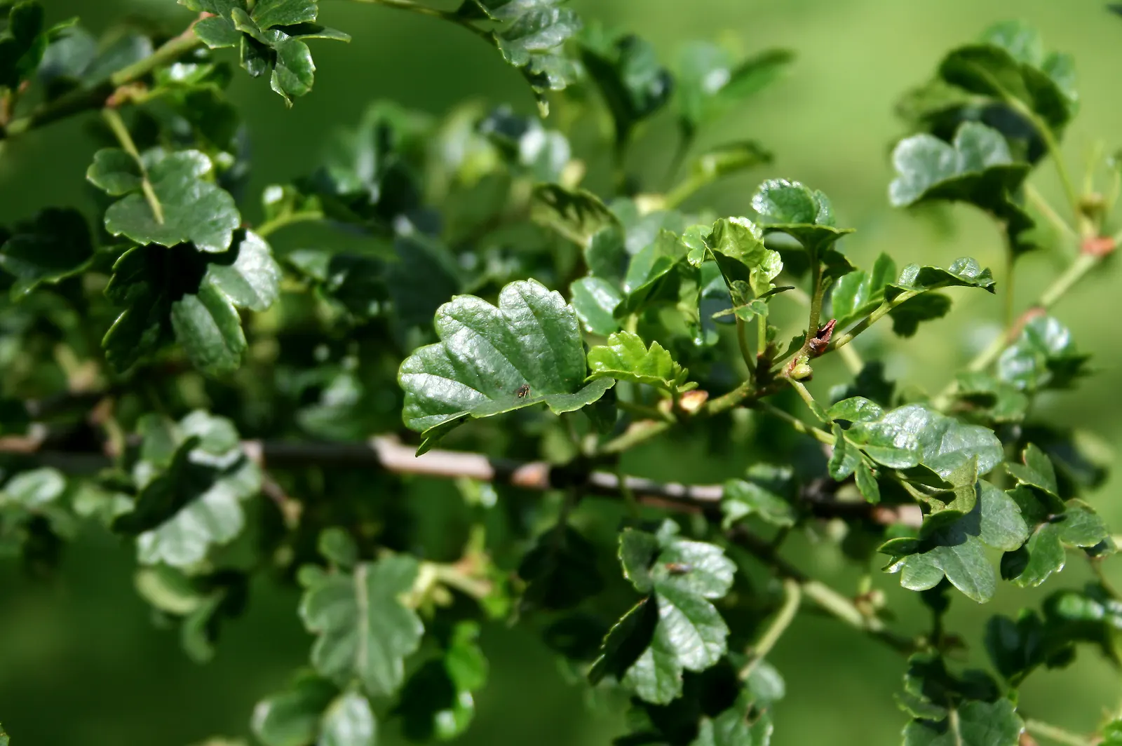 European Black Alder (Alnus Glutinosa) — along with its fine-toothed margins