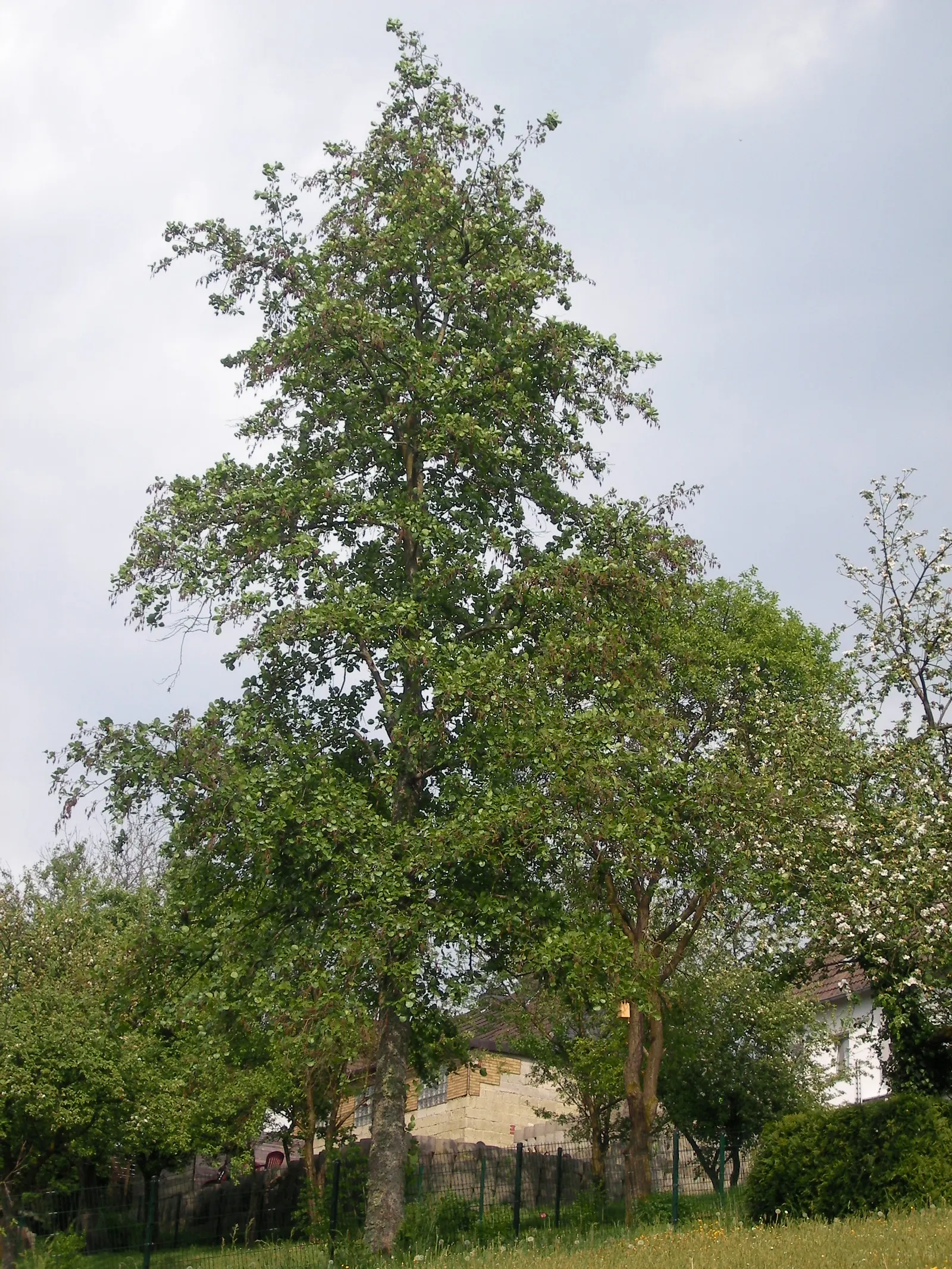 European Black Alder (Alnus Glutinosa) — reaching 50-70 feet in height with a 20-40 foot spread; the leaves exhibit a round-to-oval shape and are, image 62