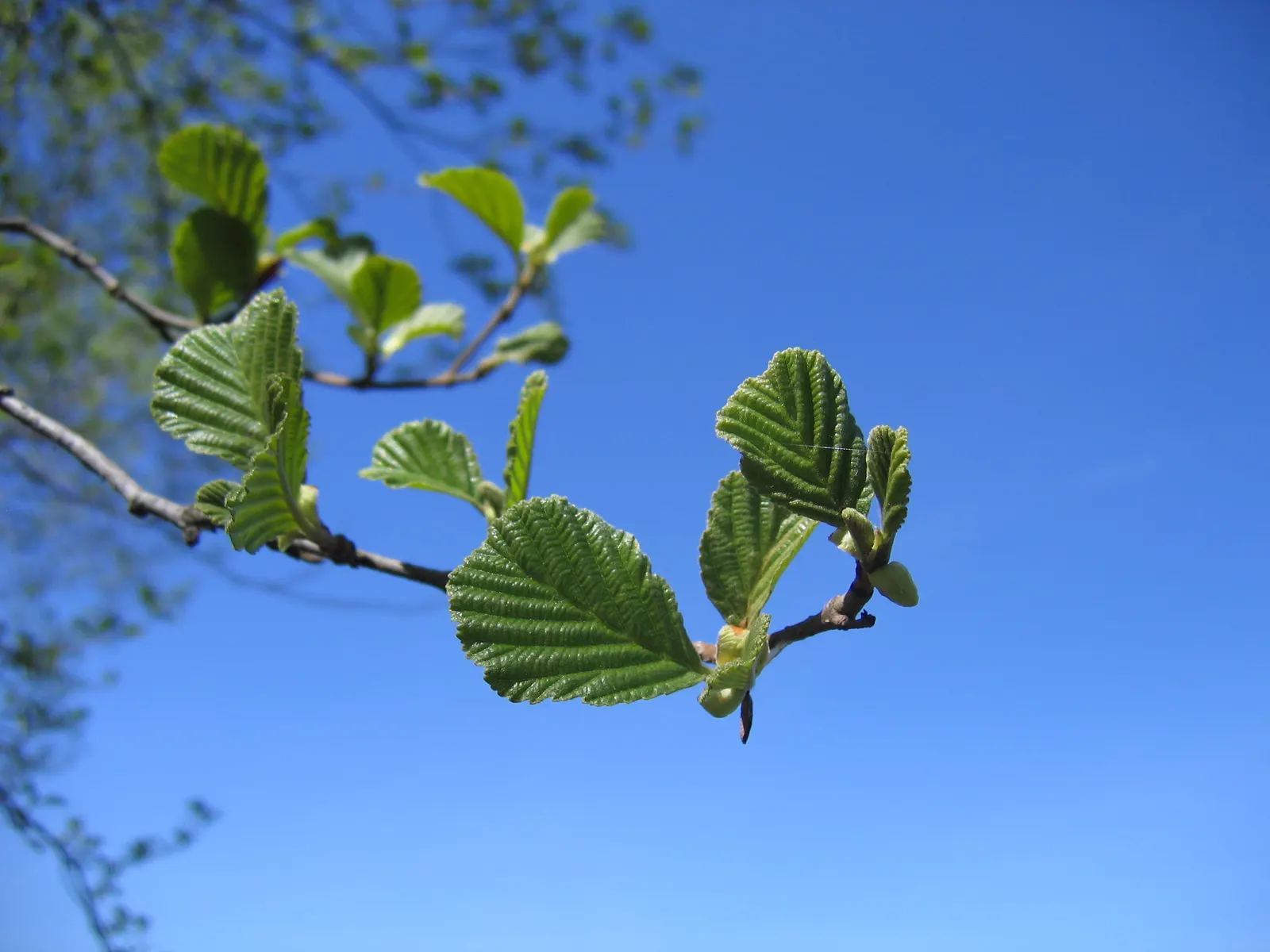 European Black Alder (Alnus Glutinosa) — It commonly reaches a height of 50 to 70 feet with a spread of 25 to 35 feet; tree for full or half, image 49