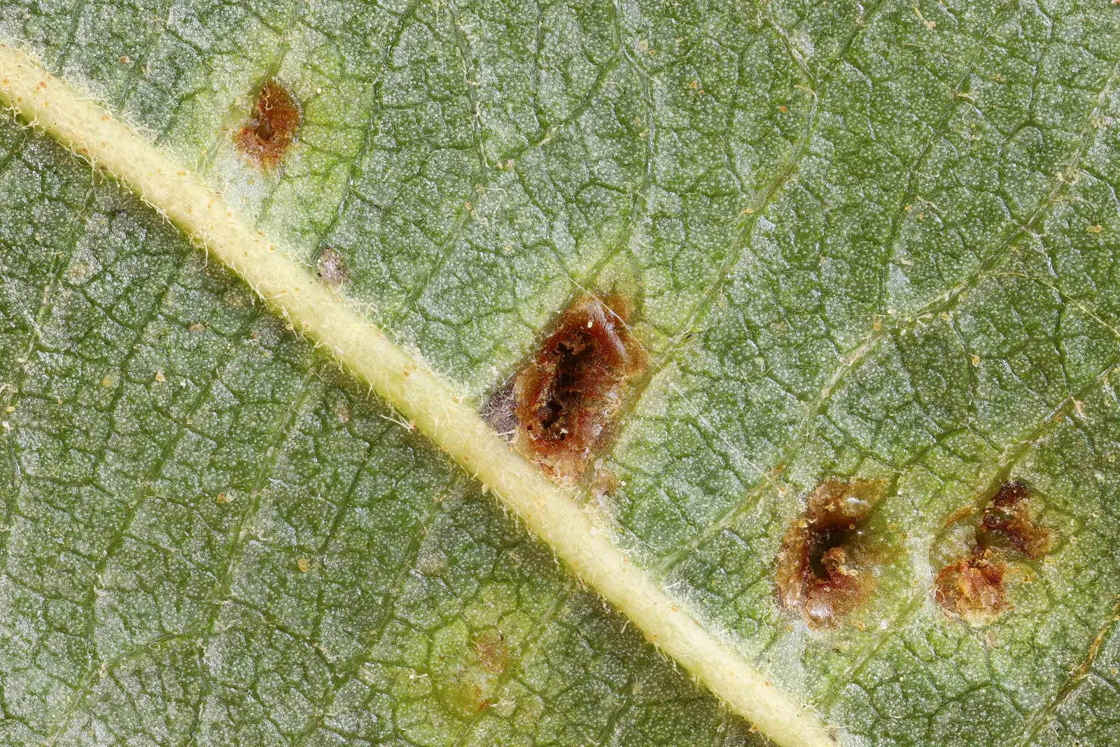 European Black Alder (Alnus Glutinosa) — It commonly reaches a height of 50 to 70 feet with a spread of 25 to 35 feet; tree for full or half