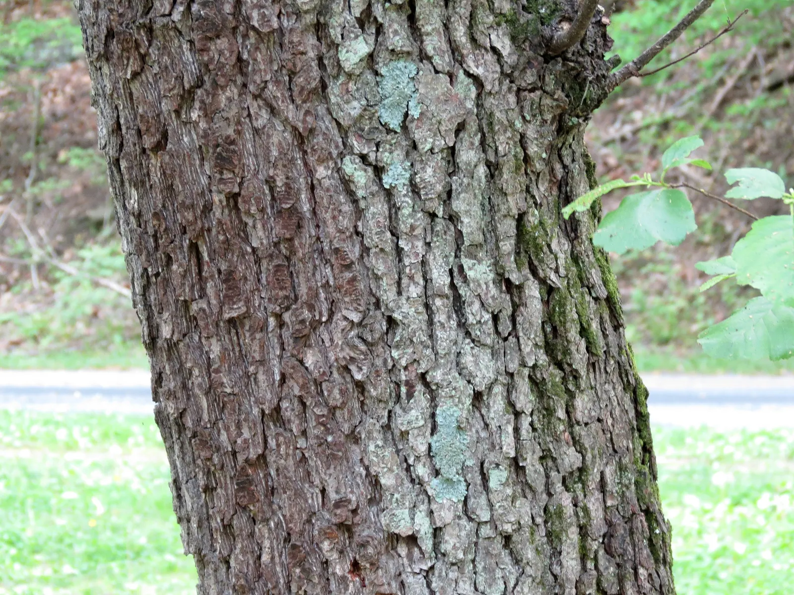 European Black Alder (Alnus Glutinosa) — giving rise to its species name "glutinosa," meaning \'sticky\'; the European Black Alder (Alnus glutinosa) is a