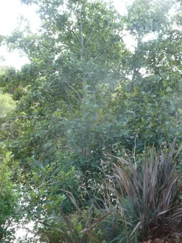 European Black Alder (Alnus Glutinosa) — It features glossy dark green leaves and distinctive catkin flowers; consider its final size and, image 63