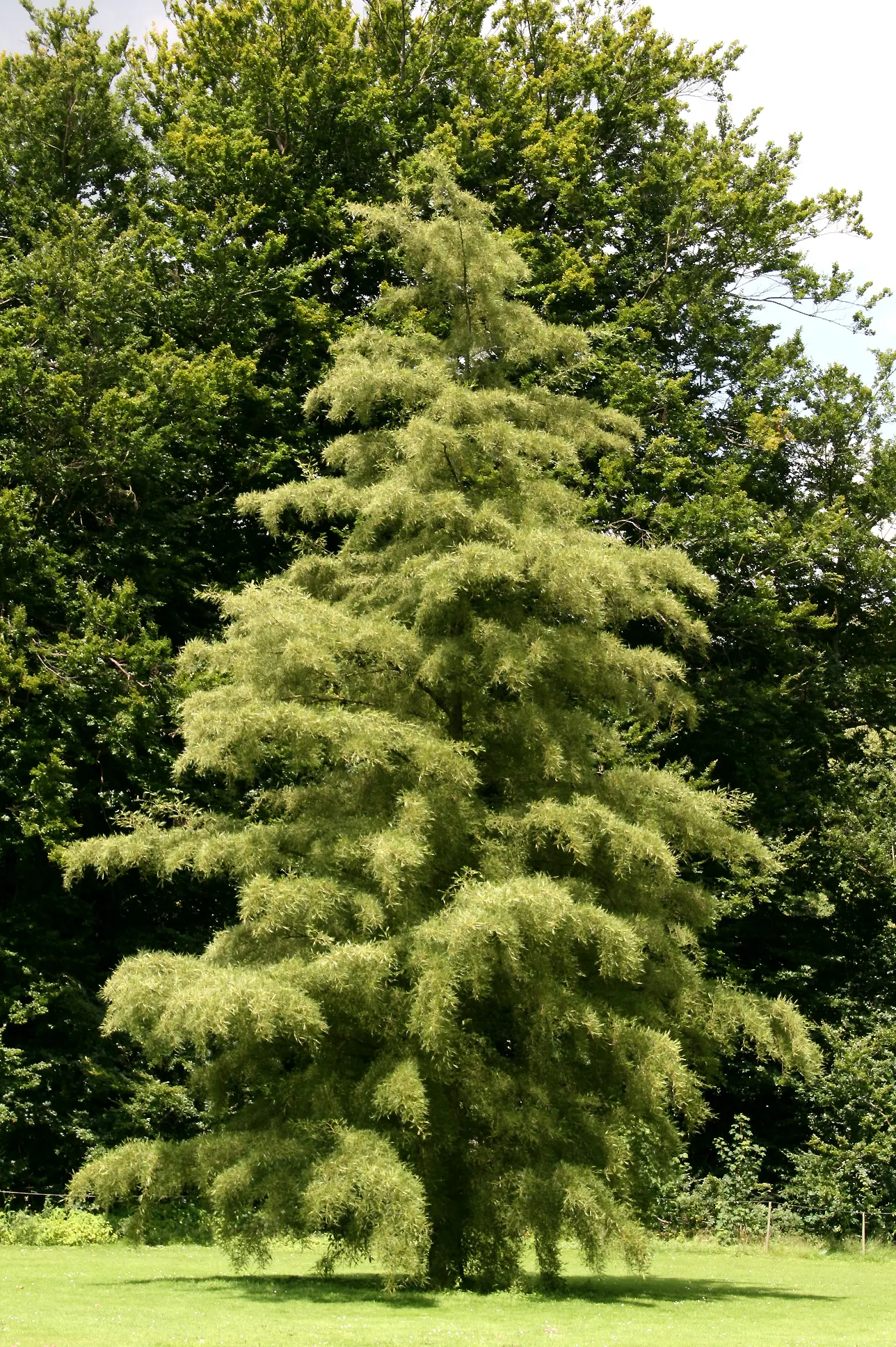 European Black Alder (Alnus Glutinosa) — The Black Alder\'s root system has the unique ability to fix nitrogen