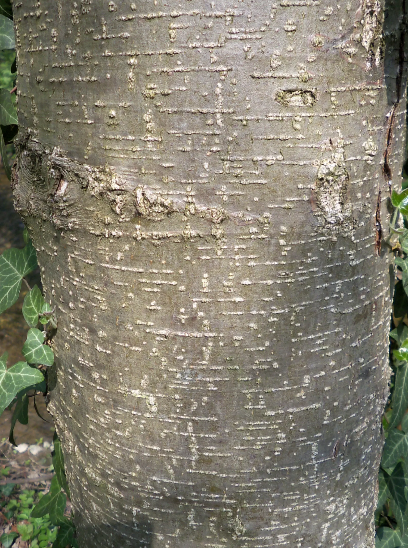 European Black Alder (Alnus Glutinosa) — It is particularly tolerant of wet conditions; making it a suitable choice for areas prone to moisture or alongside