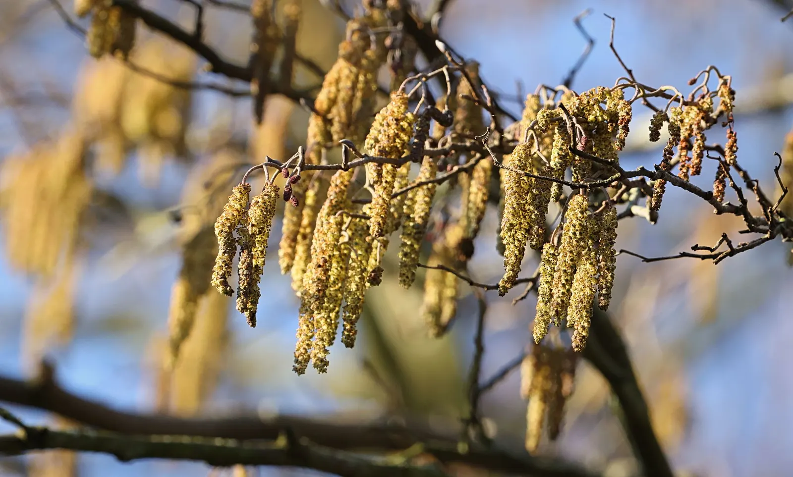 European Black Alder (Alnus Glutinosa) — Its rounded canopy offers excellent shade; improving soil fertility through nitrogen fixation