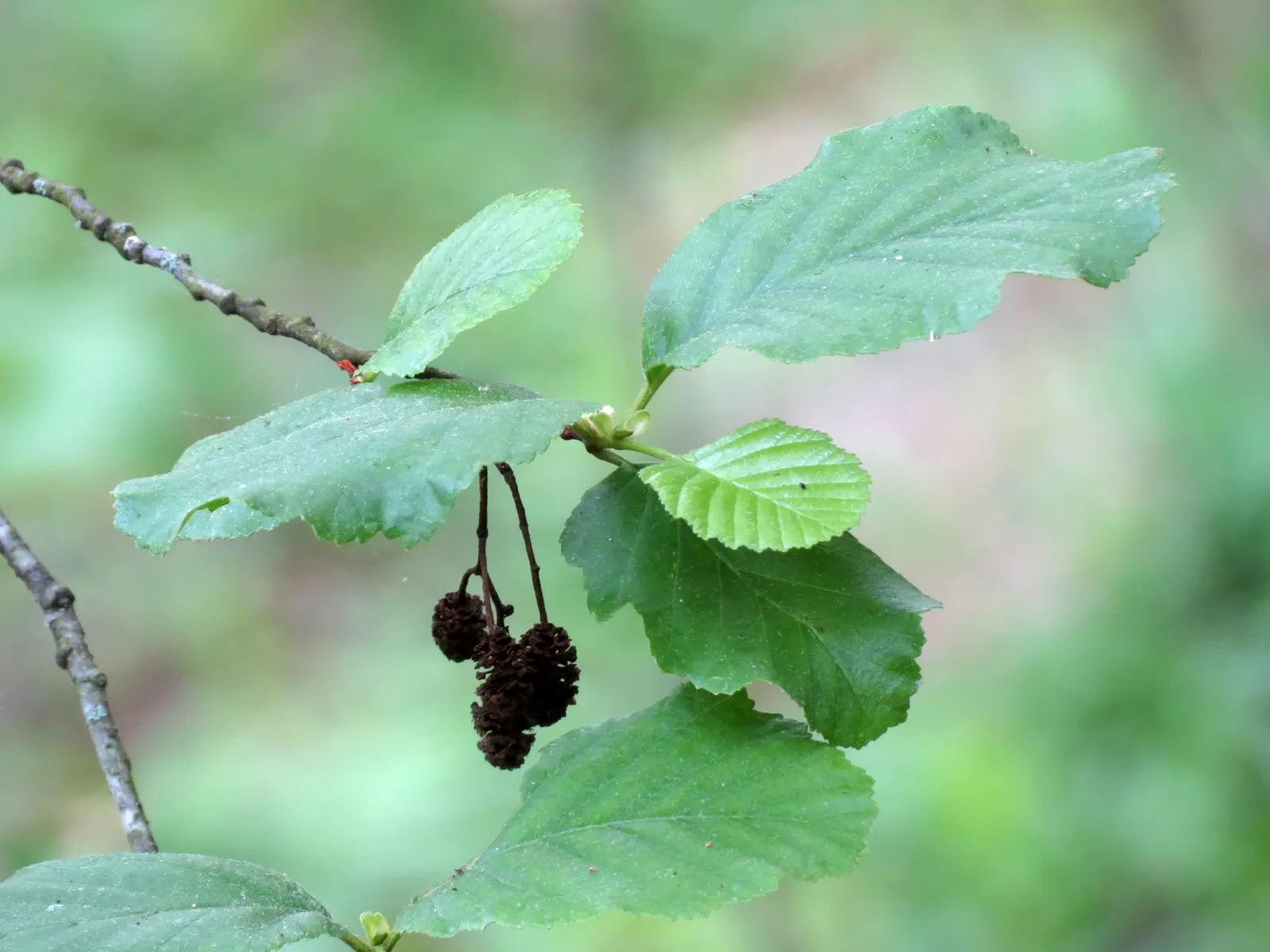 European Black Alder (Alnus Glutinosa) — reaching 50-70 feet in height with a 20-40 foot spread; the leaves exhibit a round-to-oval shape and are about 2 to 4