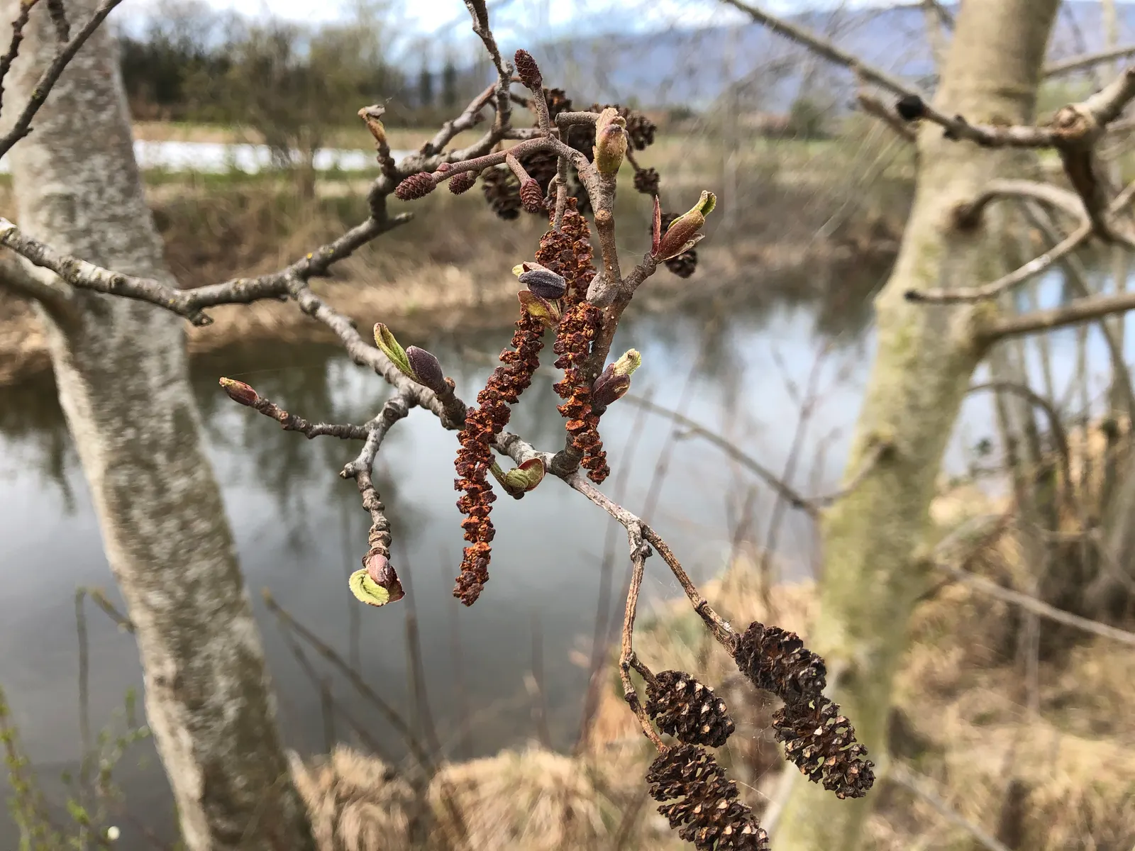 European Black Alder (Alnus Glutinosa) — making it a suitable choice for riparian plantings and ecological landscaping; along with its fine-toothed margins