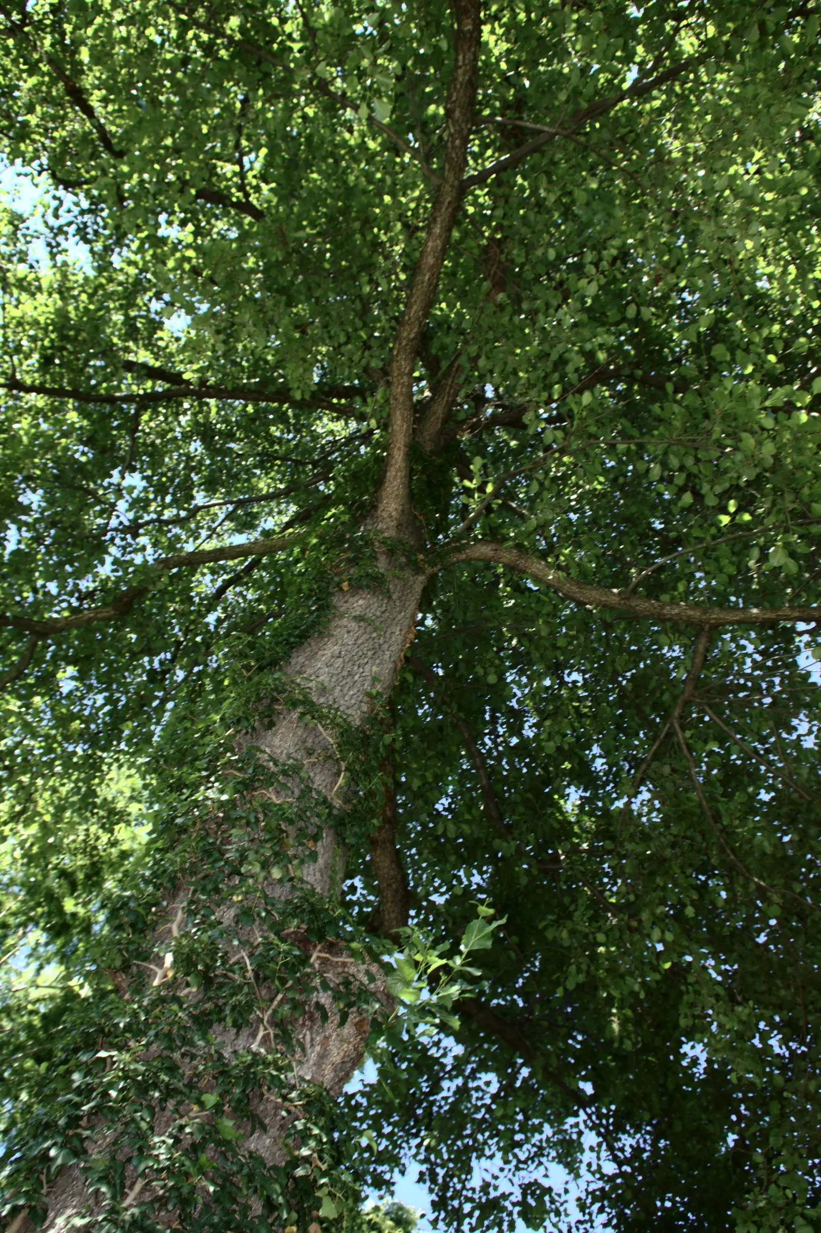 European Black Alder (Alnus Glutinosa) — The European Black Alder (Alnus glutinosa) is a deciduous tree renowned for its rapid growth; adaptable and, image 61