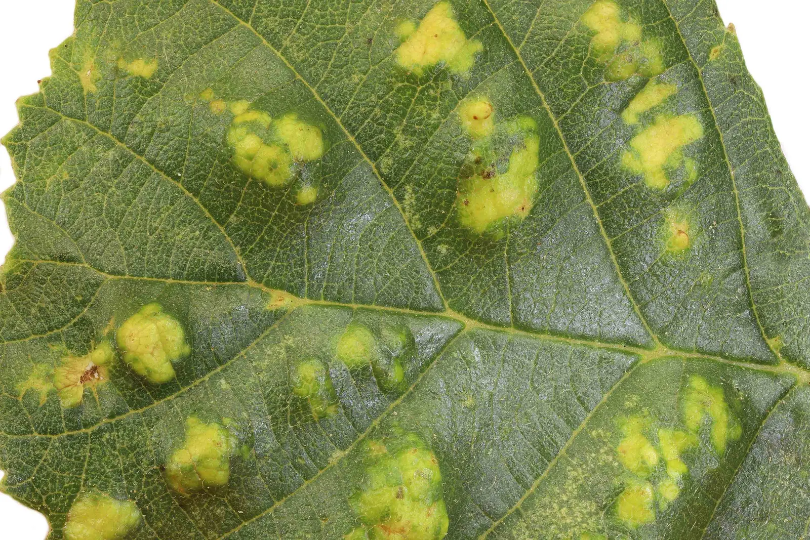 European Black Alder (Alnus Glutinosa) — along with its fine-toothed margins; making it a suitable choice for riparian plantings and ecological landscaping