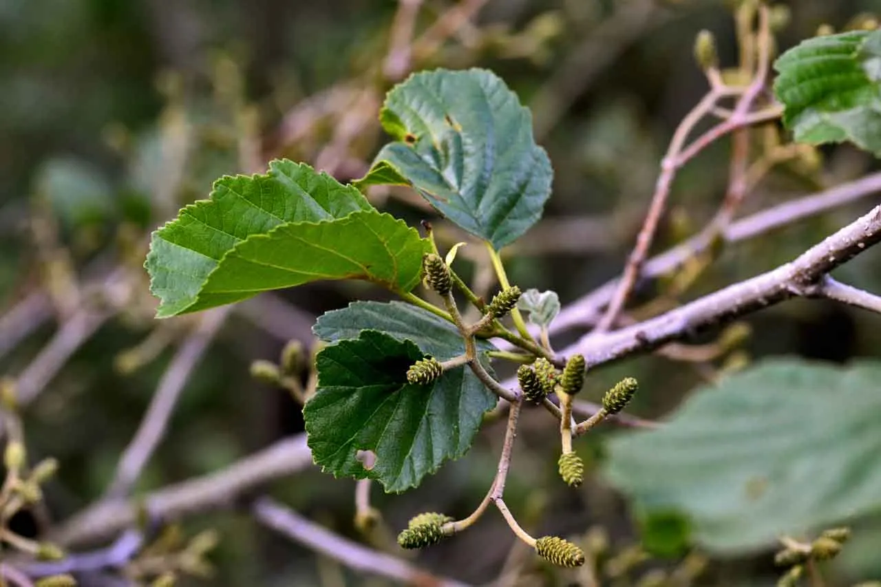 European Black Alder (Alnus Glutinosa) — Its rounded canopy offers excellent shade